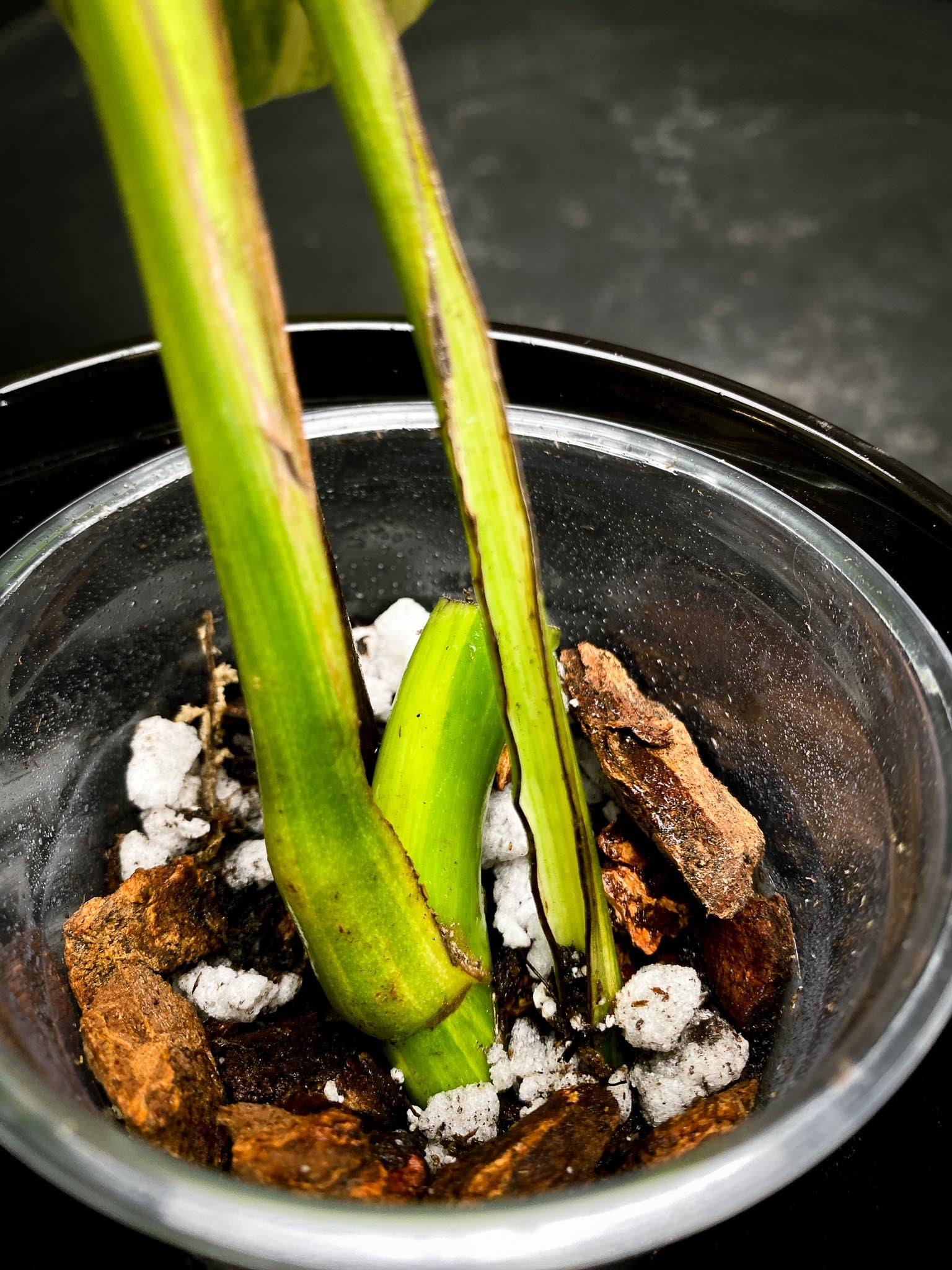 Monstera Aurea Tricolor 2 Leaves 2 Nodes Rooted