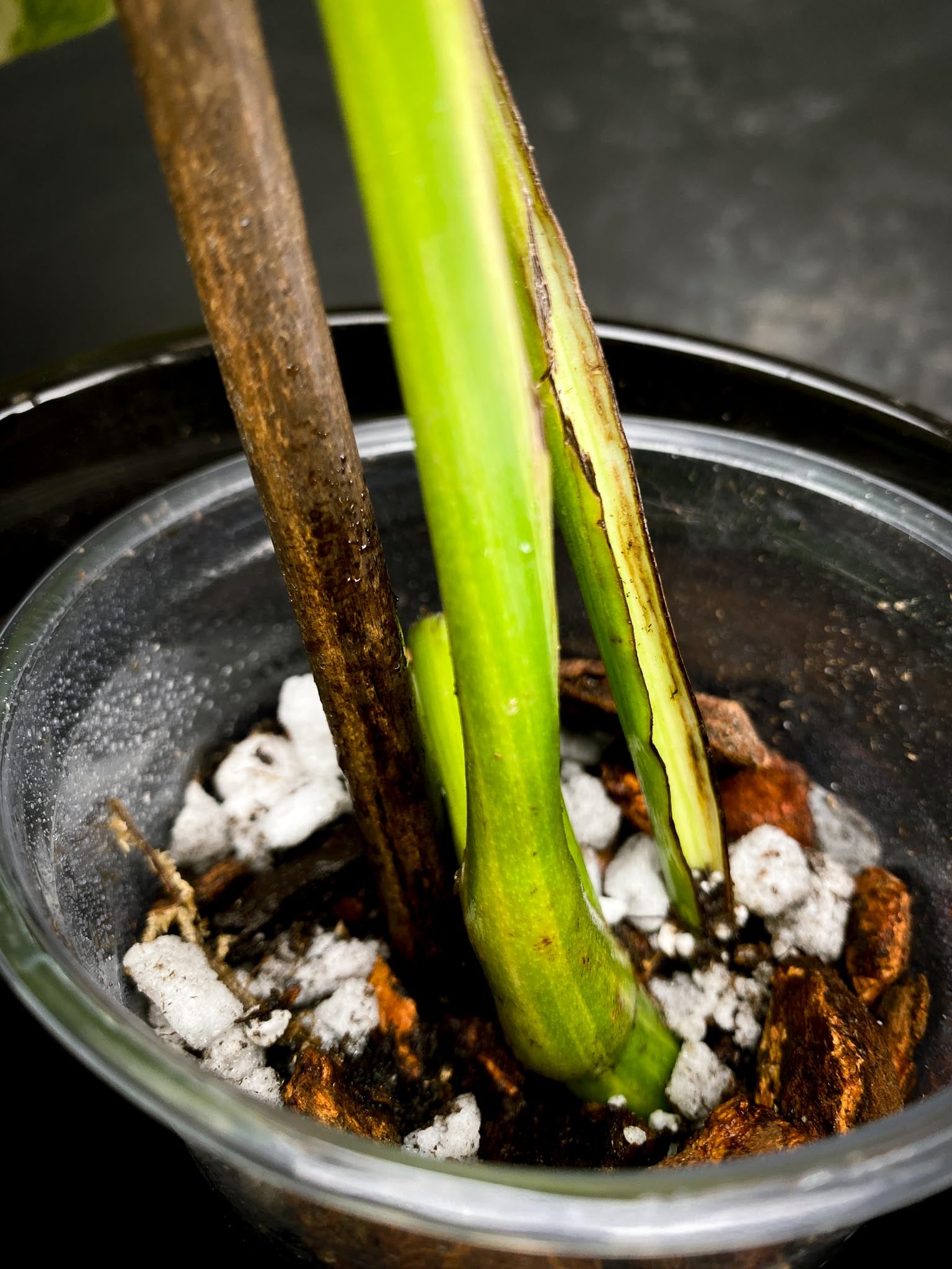 Monstera Aurea Tricolor 2 Leaves 2 Nodes Rooted