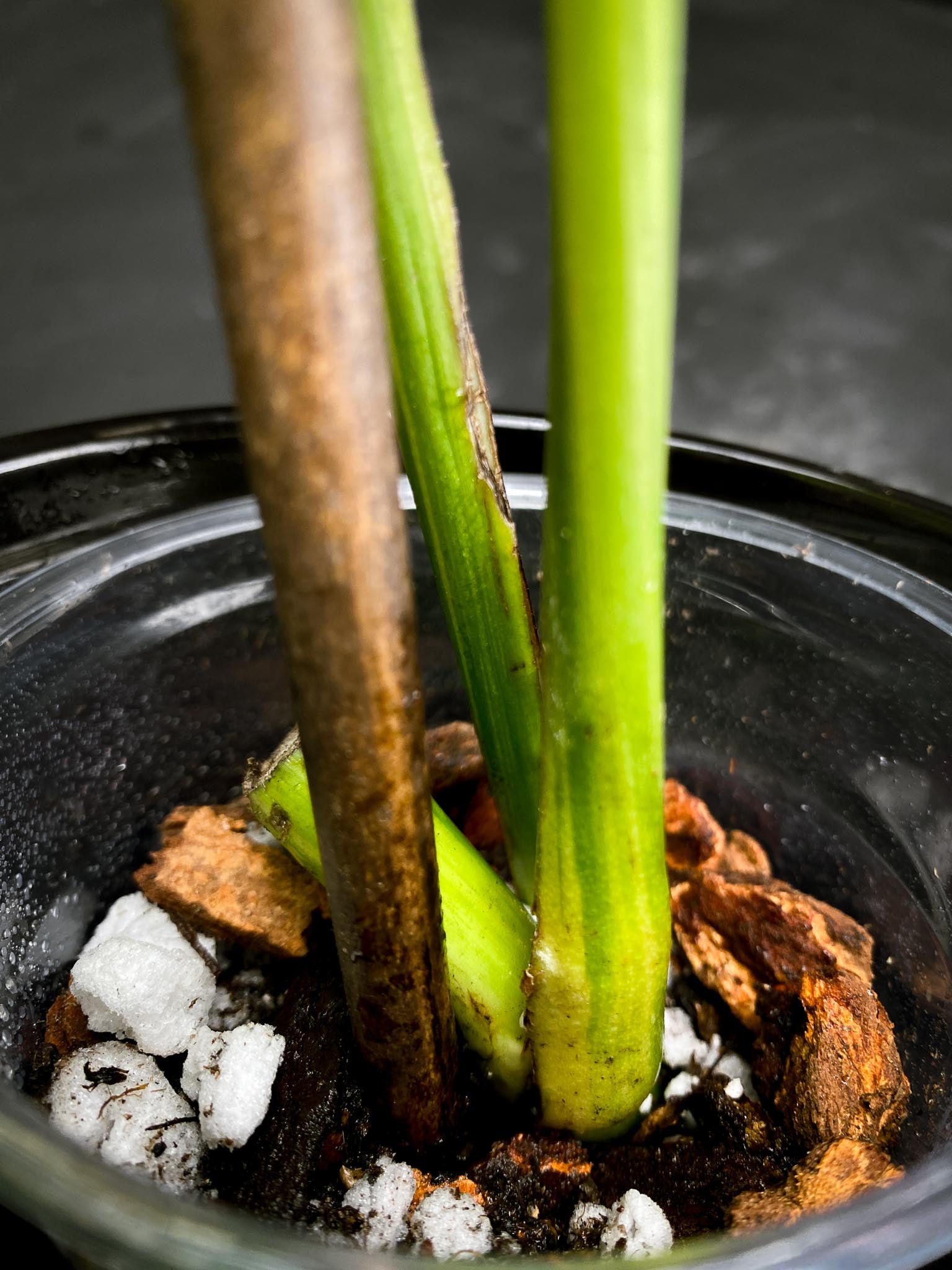 Monstera Aurea Tricolor 2 Leaves 2 Nodes Rooted