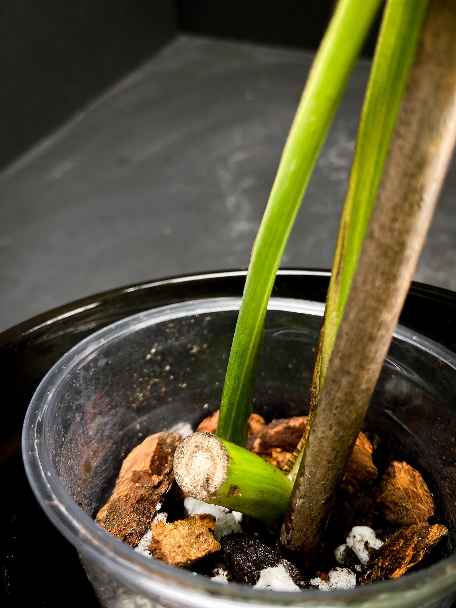 Monstera Aurea Tricolor 2 Leaves 2 Nodes Rooted