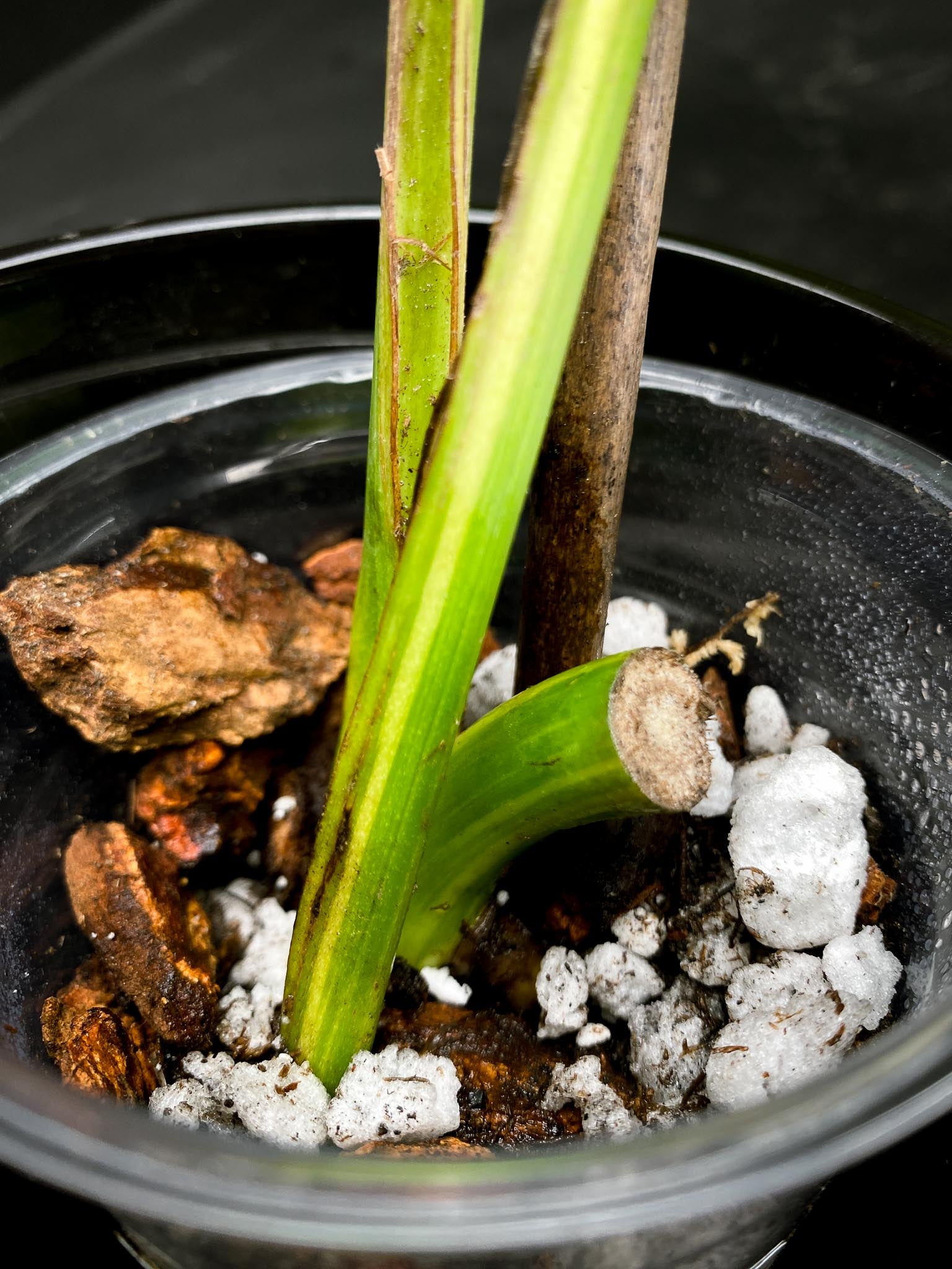 Monstera Aurea Tricolor 2 Leaves 2 Nodes Rooted