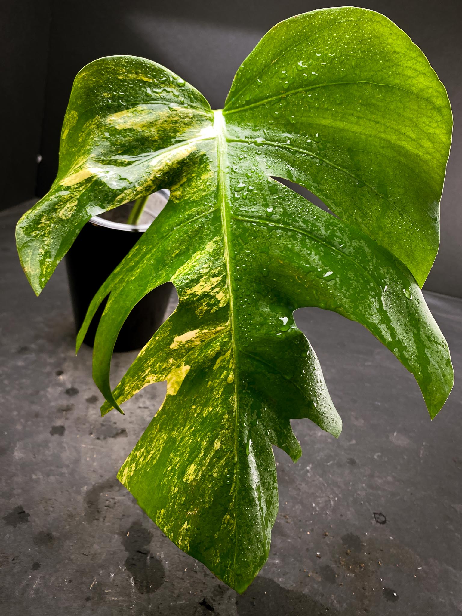 Monstera Aurea Tricolor 1 Leaf 1 Node Rooted