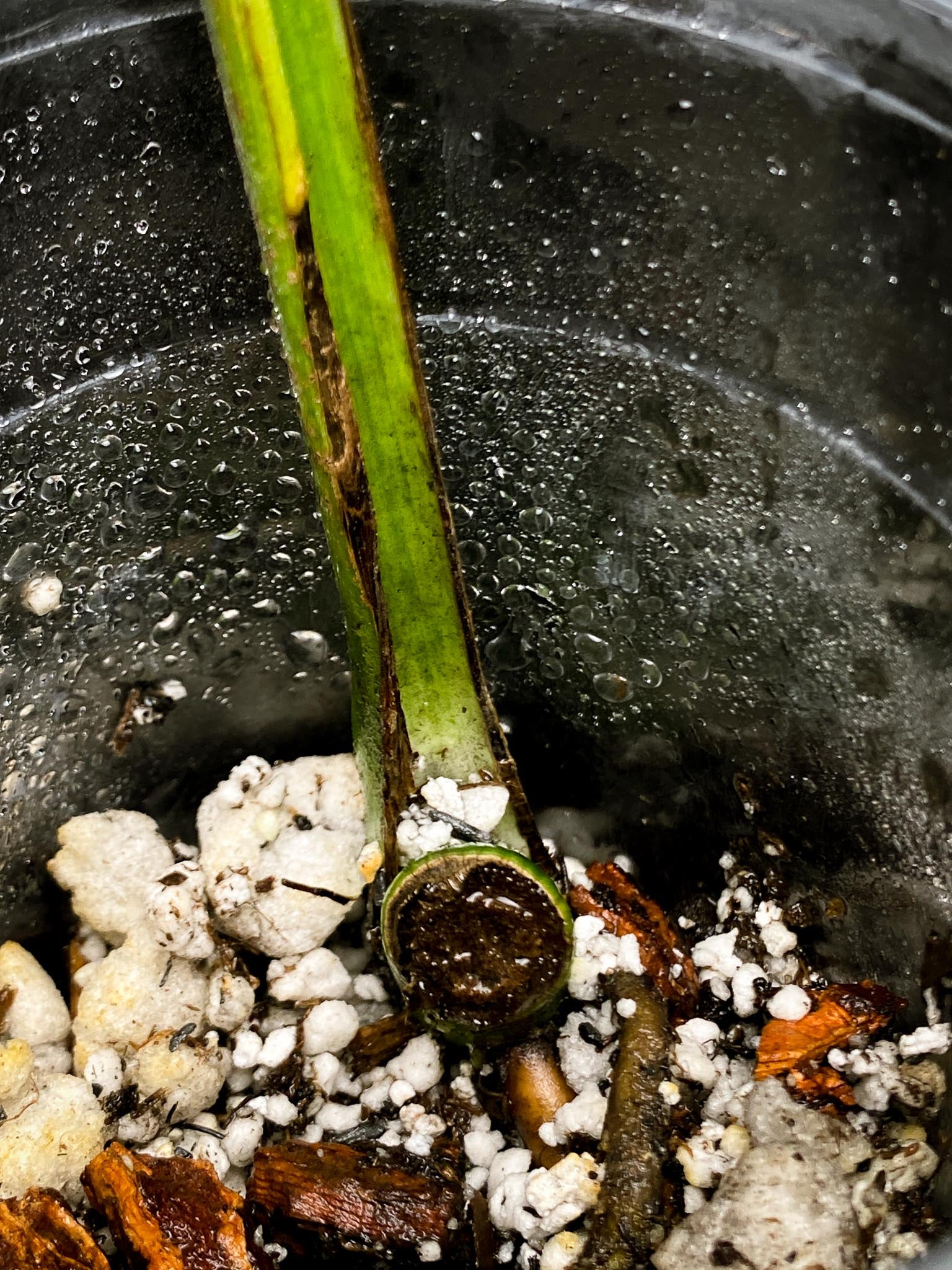 Monstera Aurea Tricolor 1 Leaf 1 Node Rooted