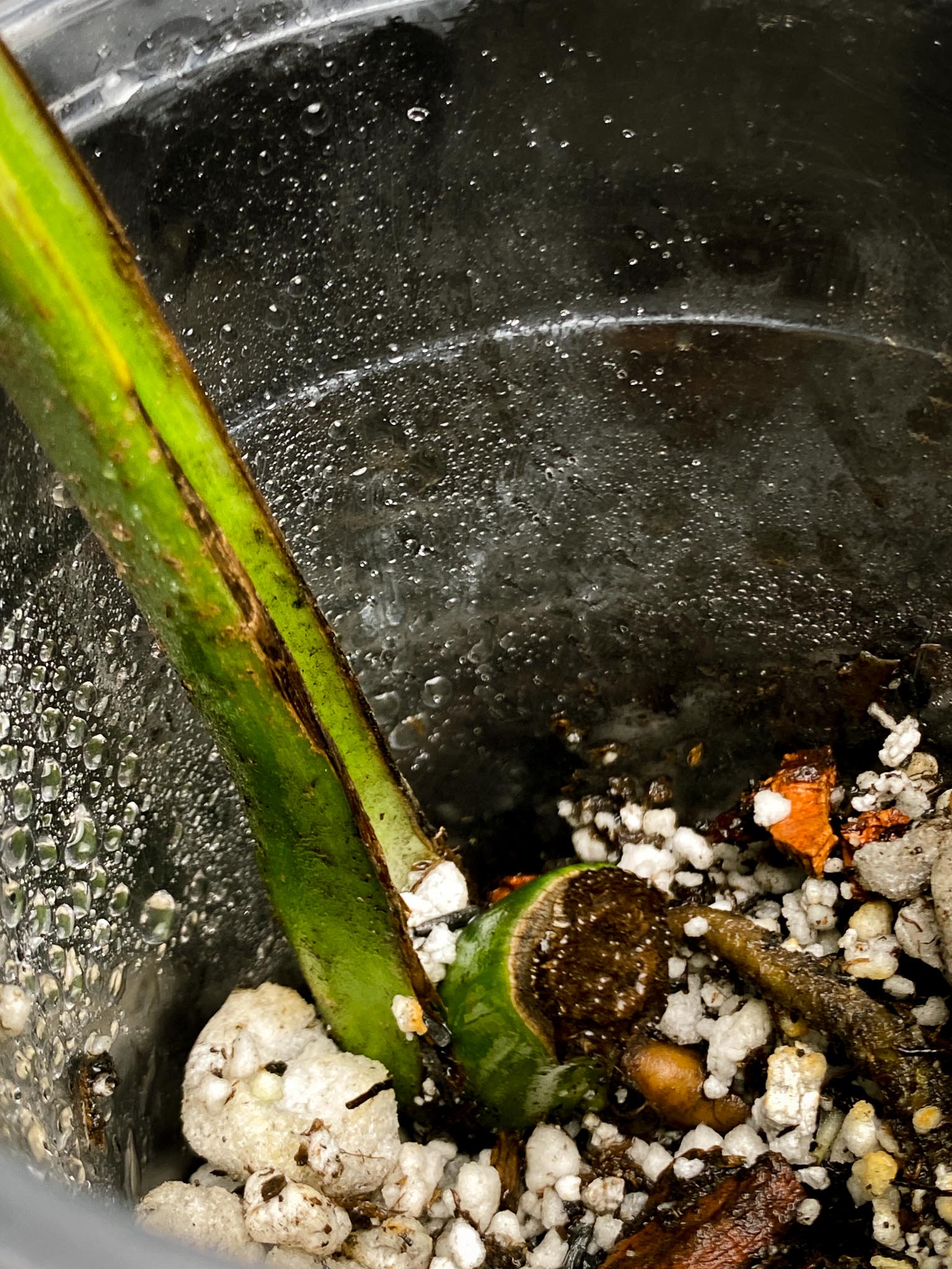 Monstera Aurea Tricolor 1 Leaf 1 Node Rooted