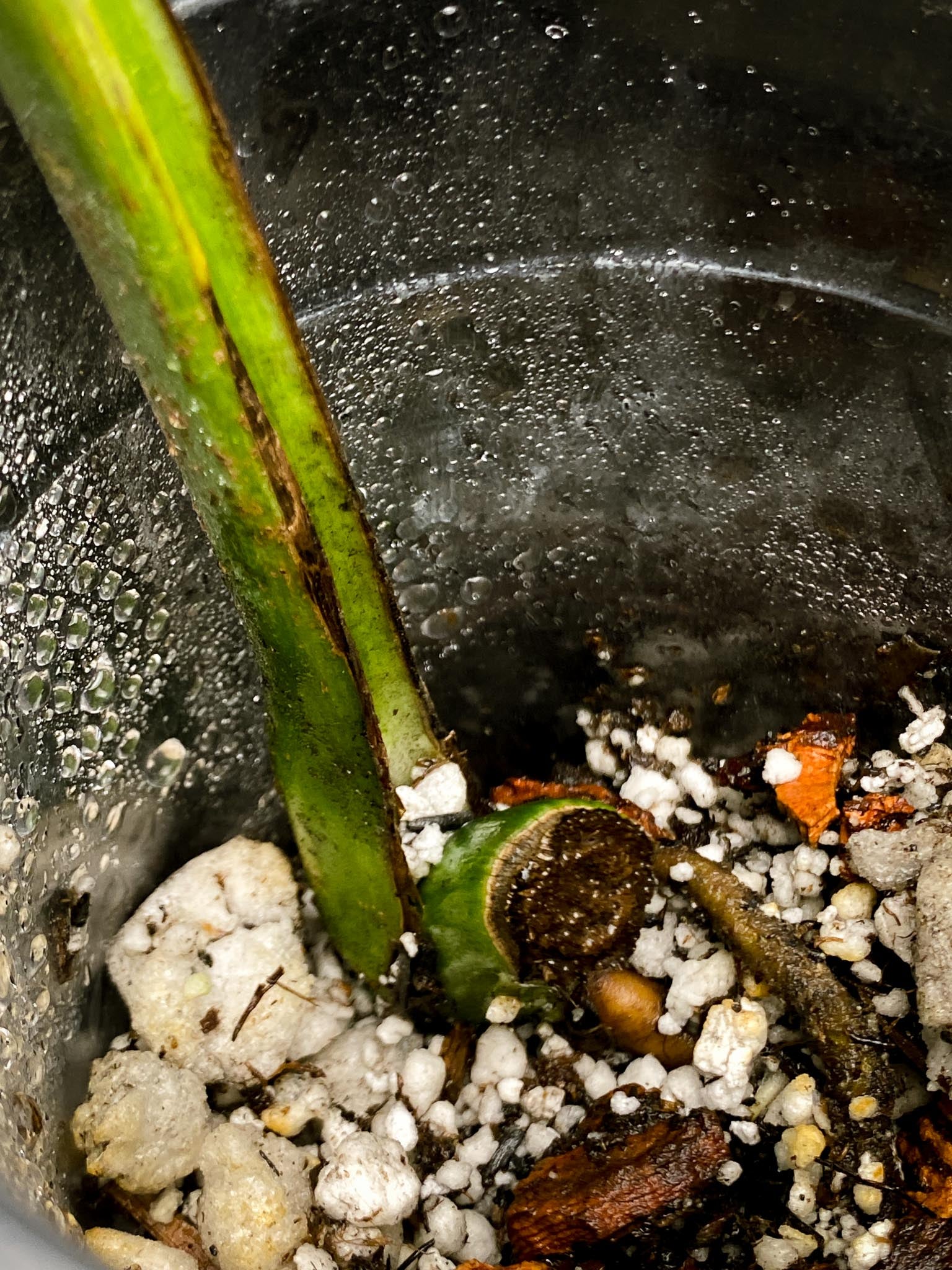 Monstera Aurea Tricolor 1 Leaf 1 Node Rooted