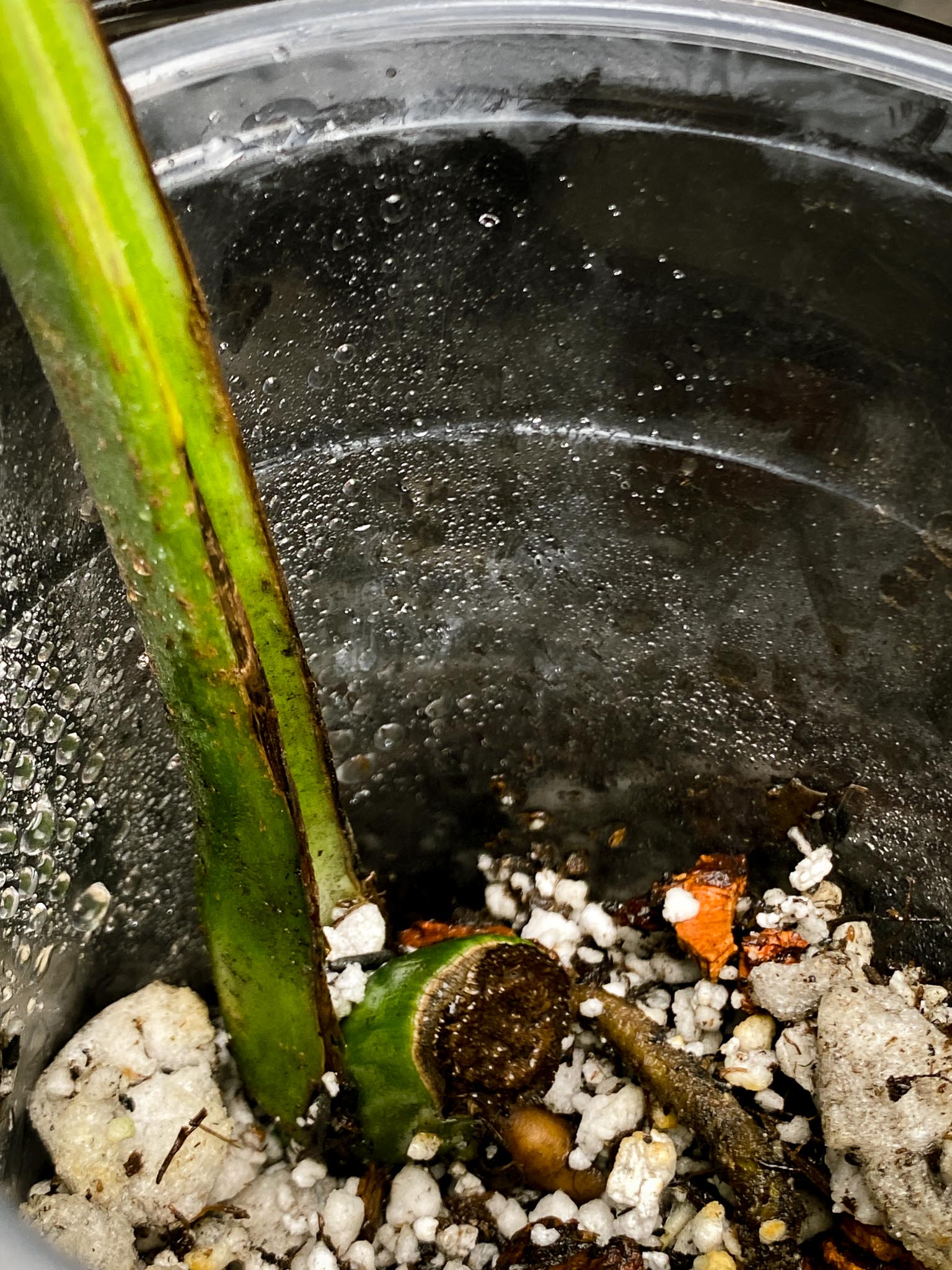 Monstera Aurea Tricolor 1 Leaf 1 Node Rooted