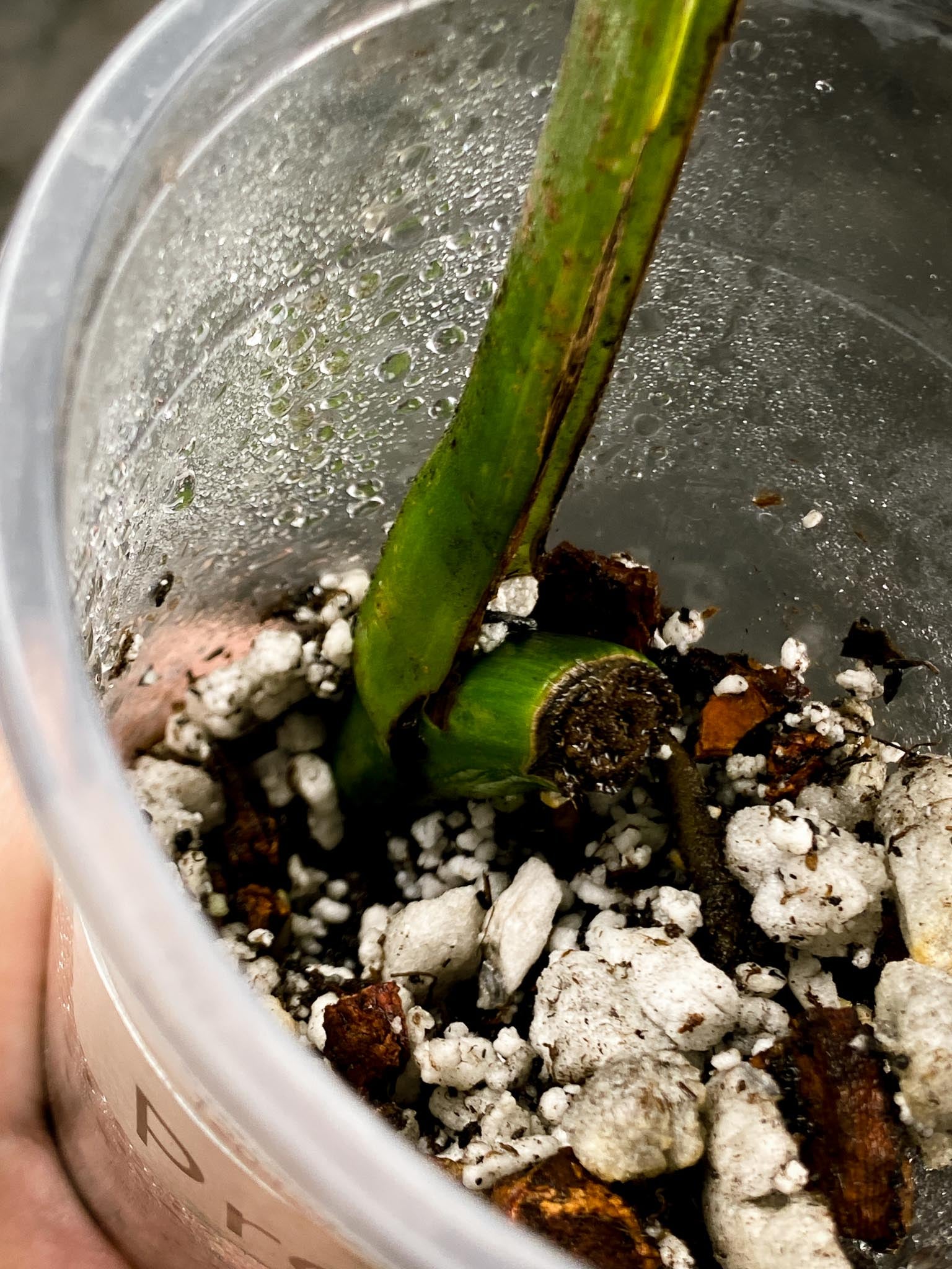 Monstera Aurea Tricolor 1 Leaf 1 Node Rooted