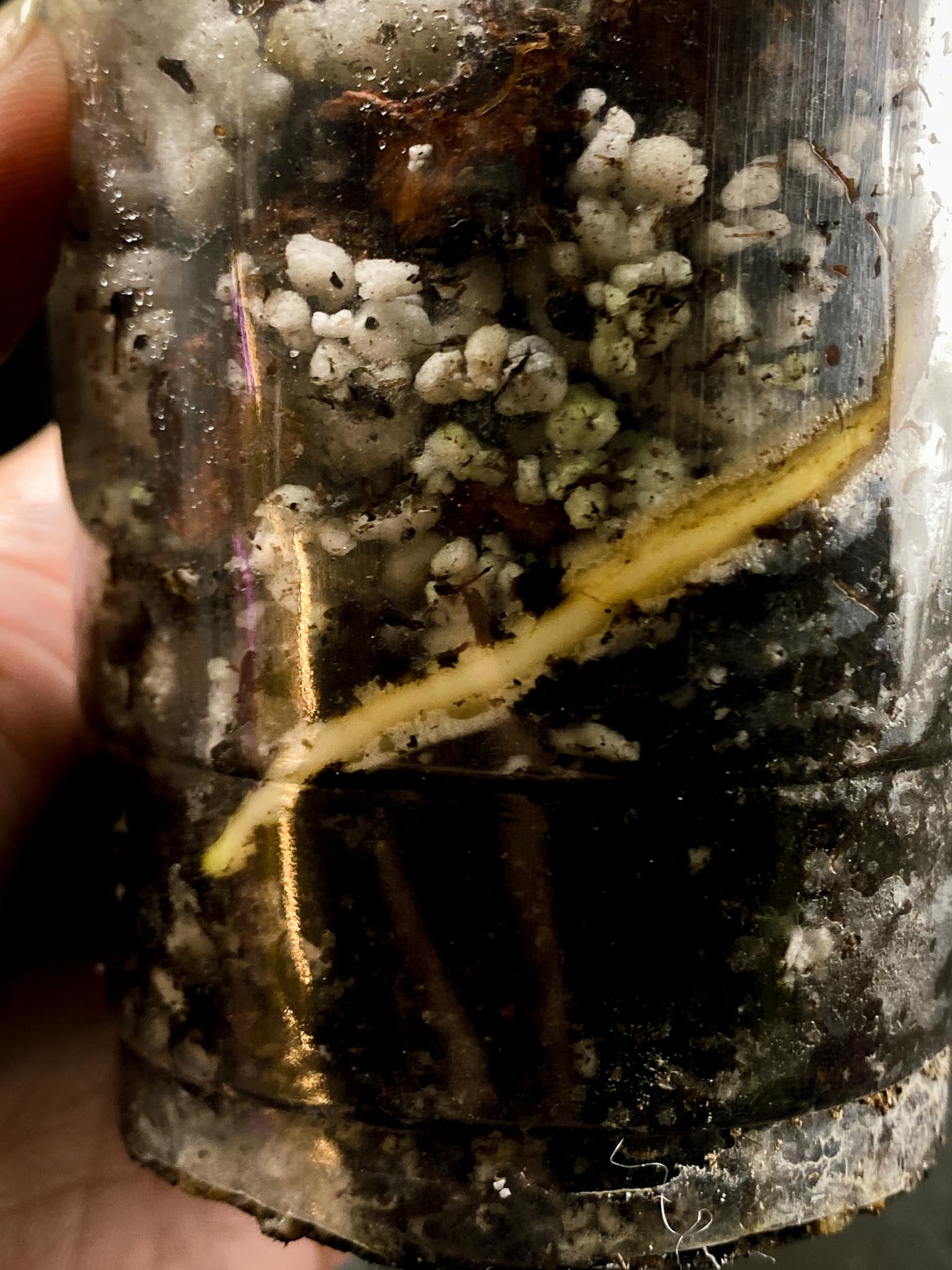 Monstera Aurea Tricolor 1 Leaf 1 Node Rooted