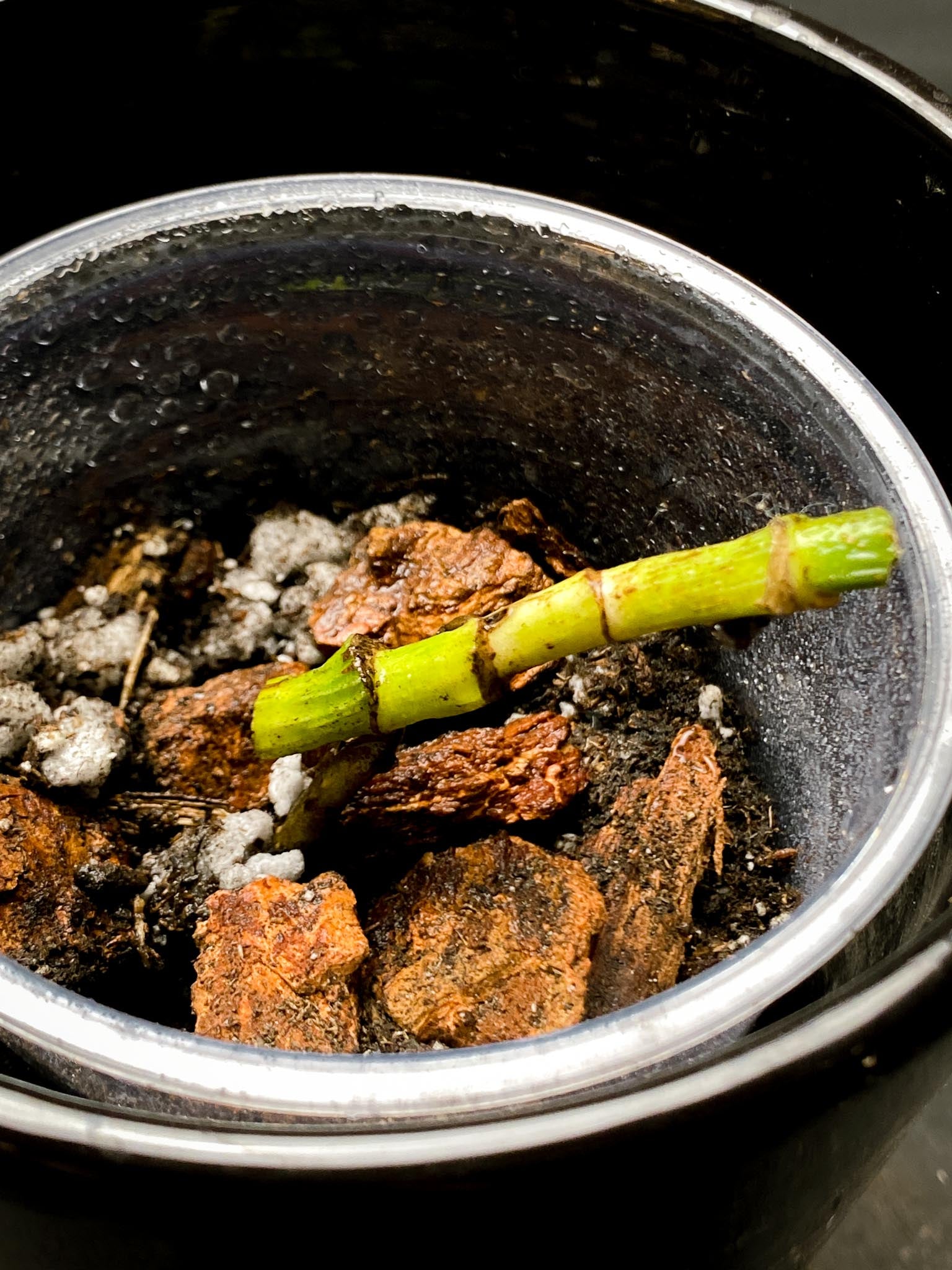 Epipremnum Pinnatum Marble 4 Nodes 2 Sprouts Rooted
