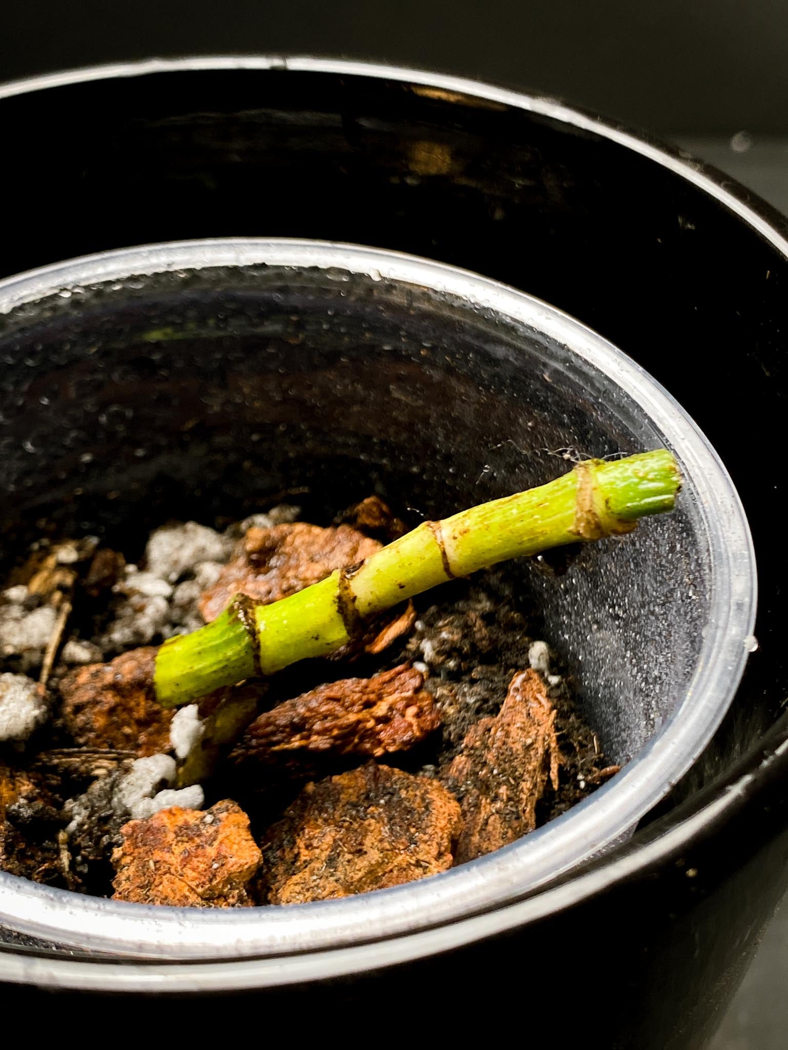 Epipremnum Pinnatum Marble 4 Nodes 2 Sprouts Rooted