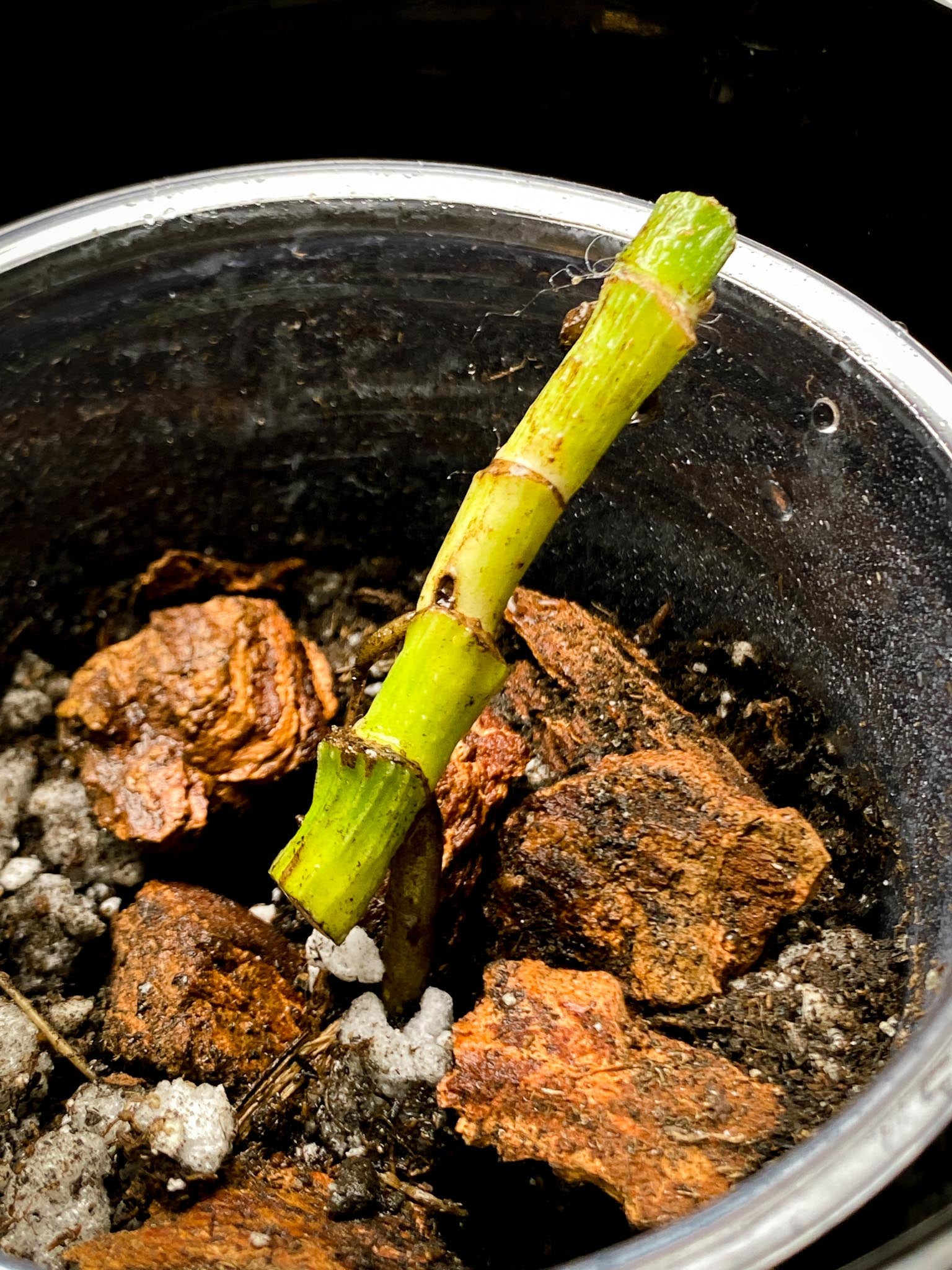 Epipremnum Pinnatum Marble 4 Nodes 2 Sprouts Rooted