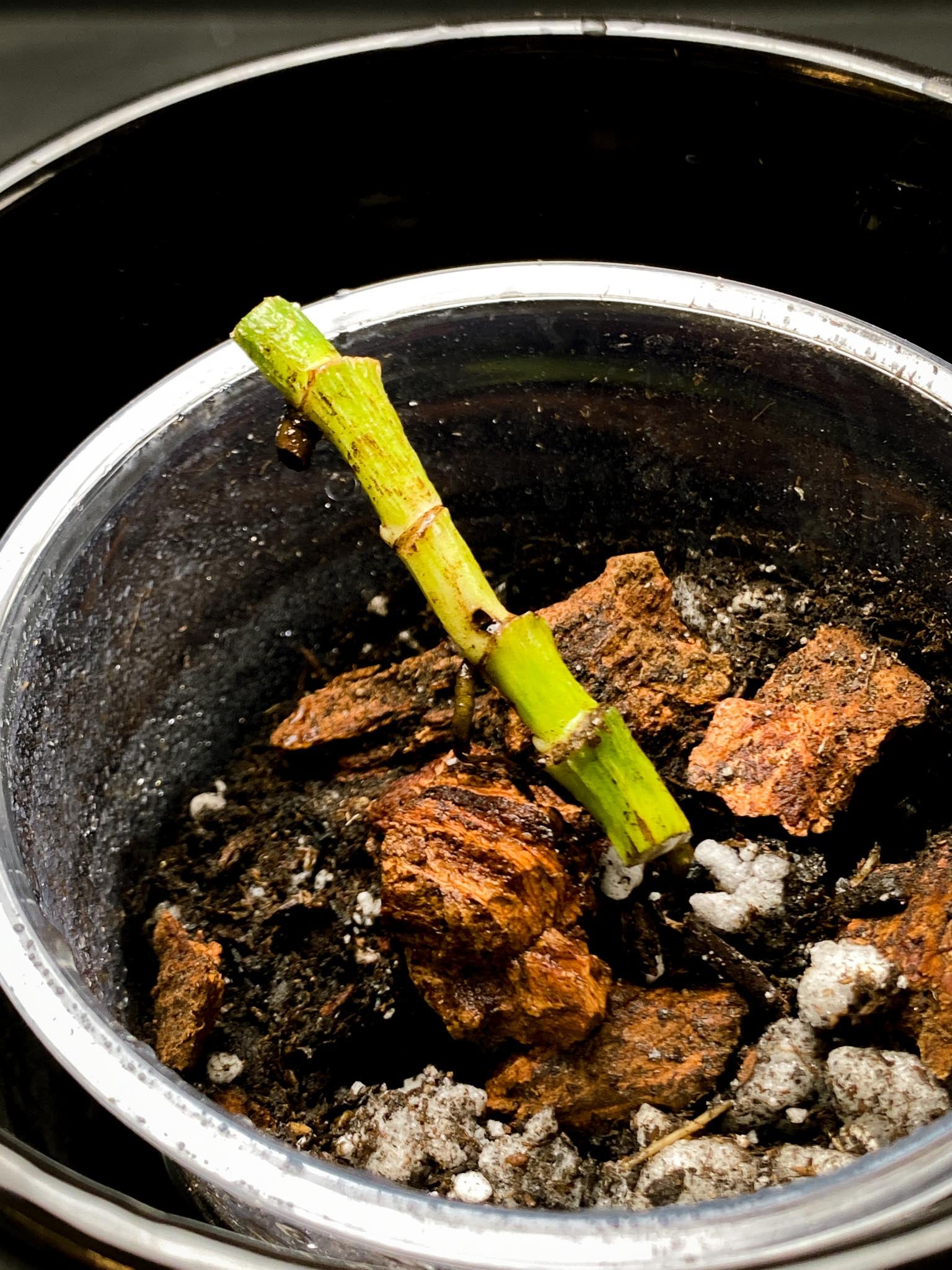 Epipremnum Pinnatum Marble 4 Nodes 2 Sprouts Rooted