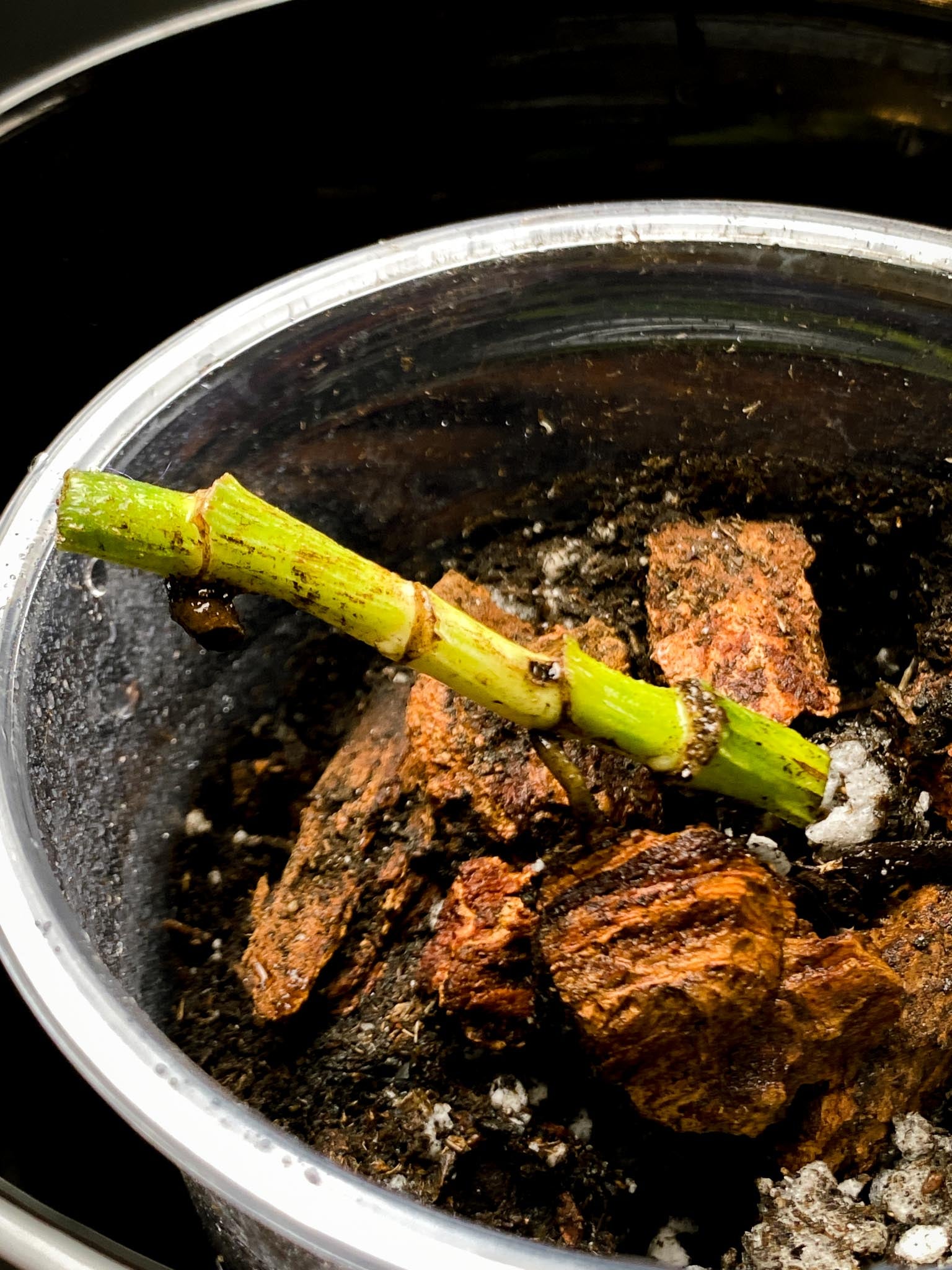 Epipremnum Pinnatum Marble 4 Nodes 2 Sprouts Rooted