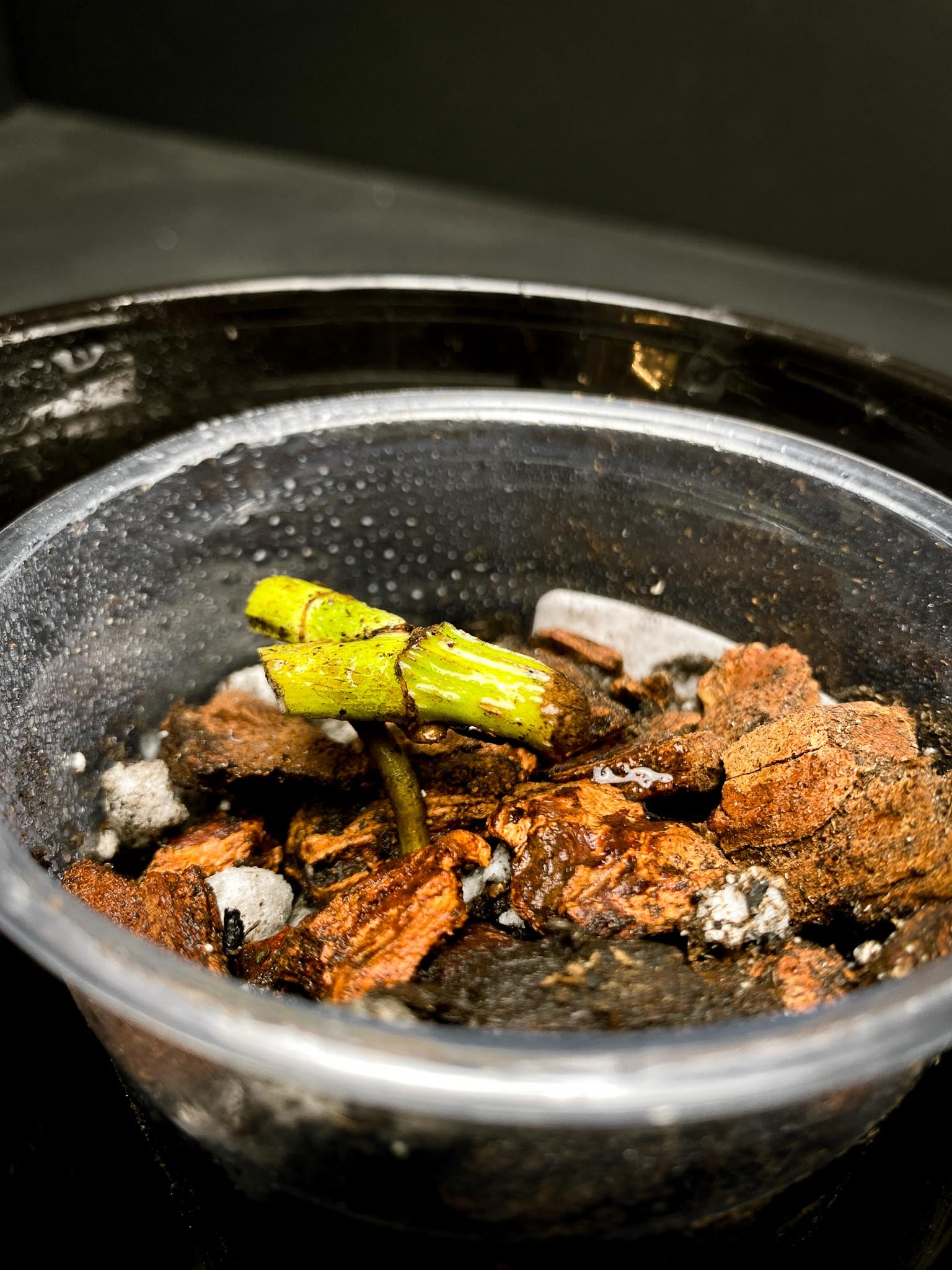 Epipremnum Pinnatum mint 2 Nodes Rooted