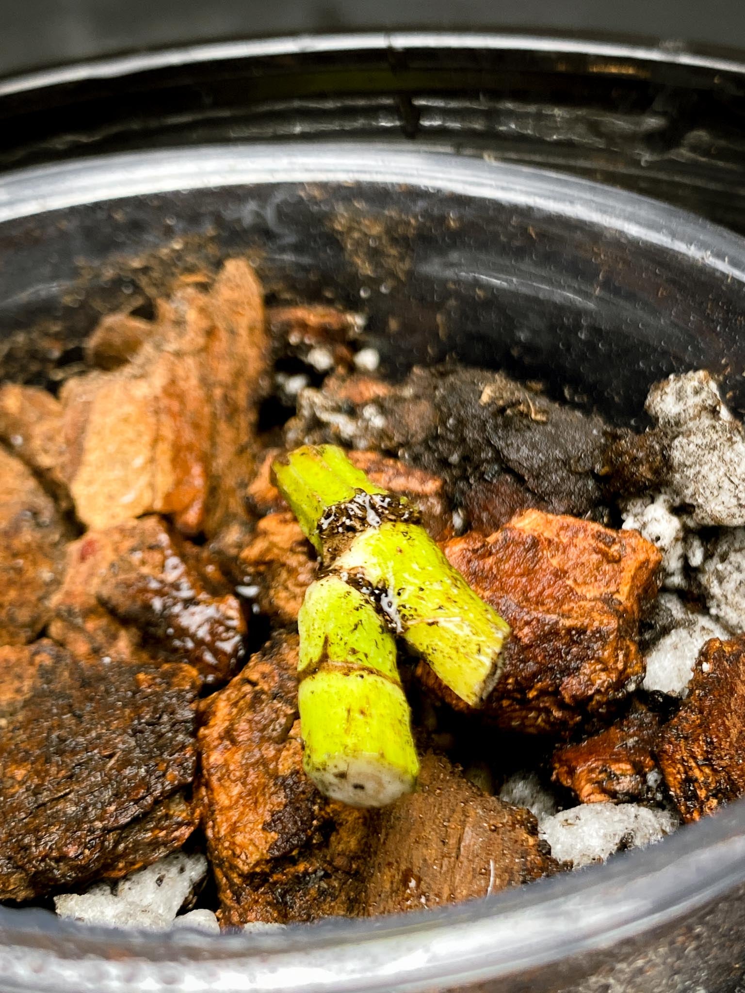Epipremnum Pinnatum mint 2 Nodes Rooted