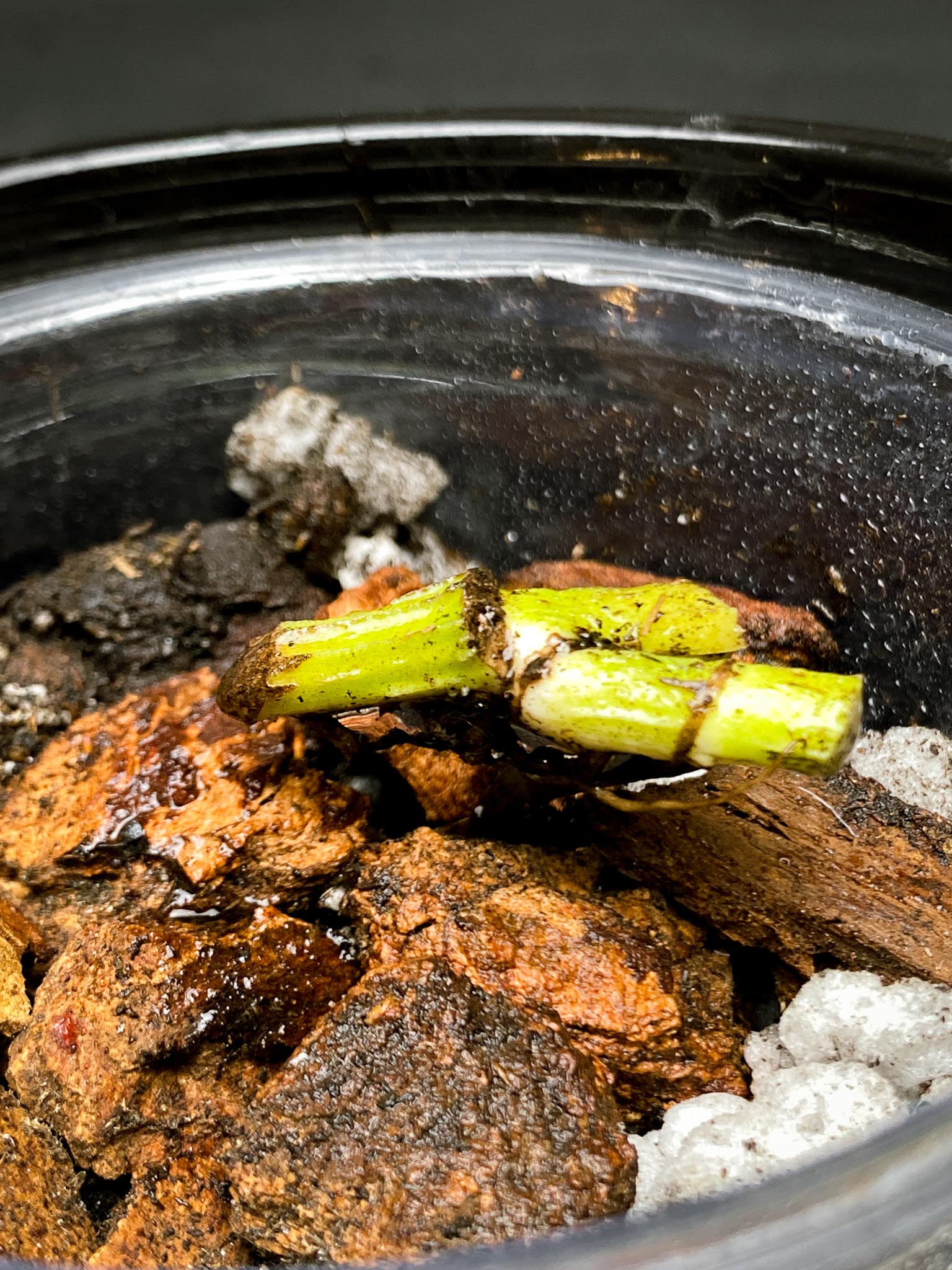 Epipremnum Pinnatum mint 2 Nodes Rooted