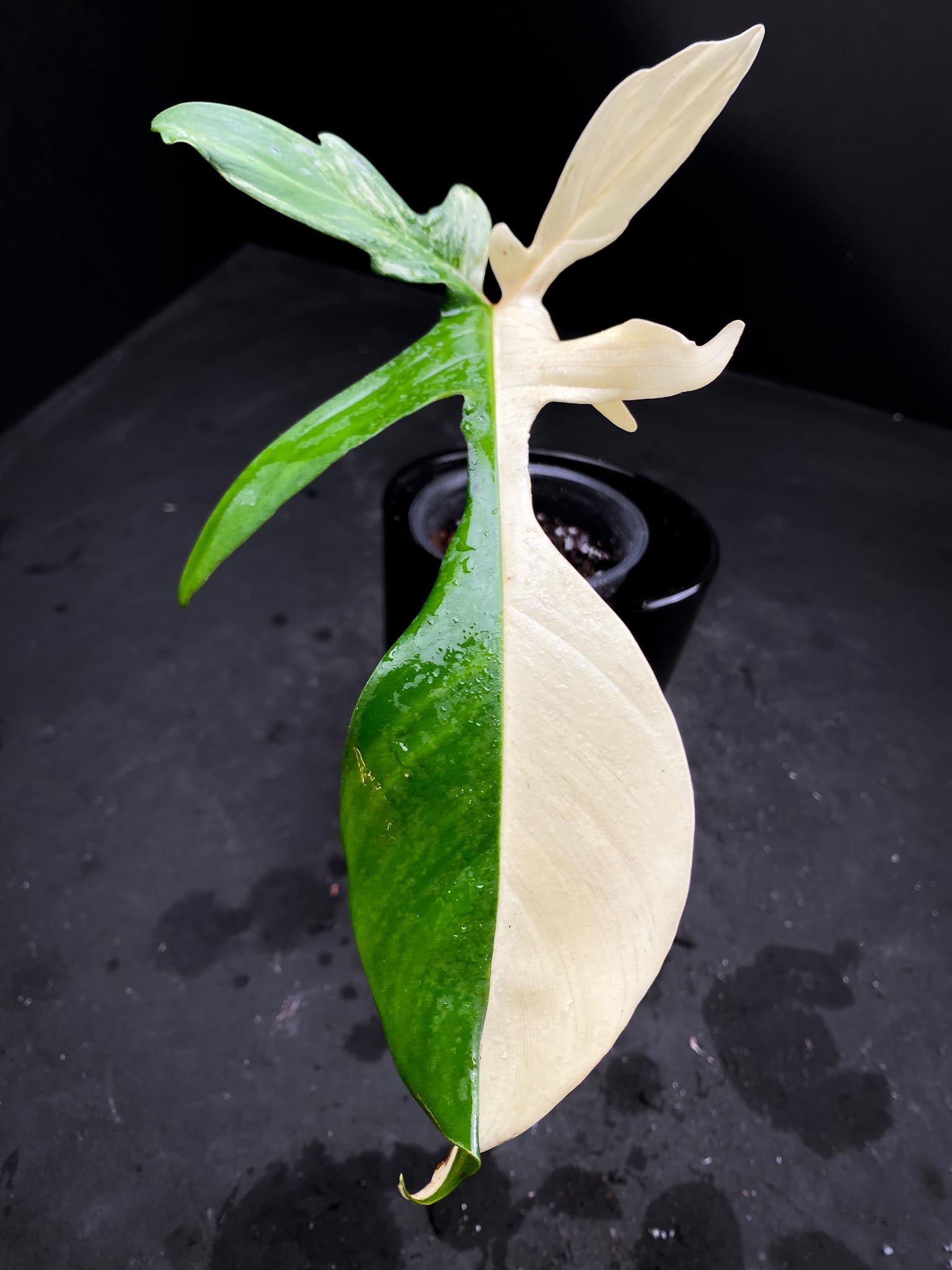 Philodendron Florida beauty 1 Leaf 1 Node 1 Growing Bud