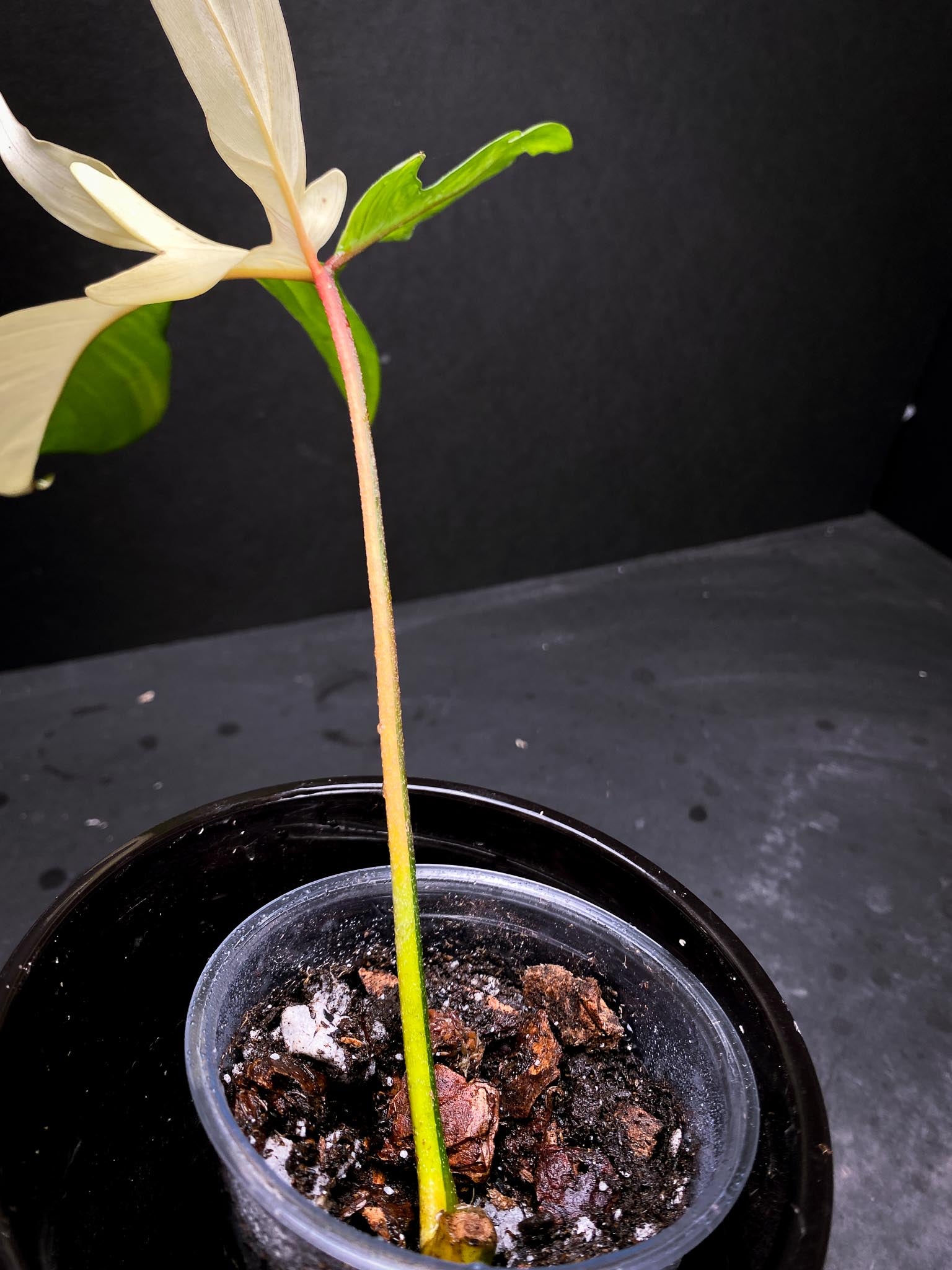 Philodendron Florida beauty 1 Leaf 1 Node 1 Growing Bud