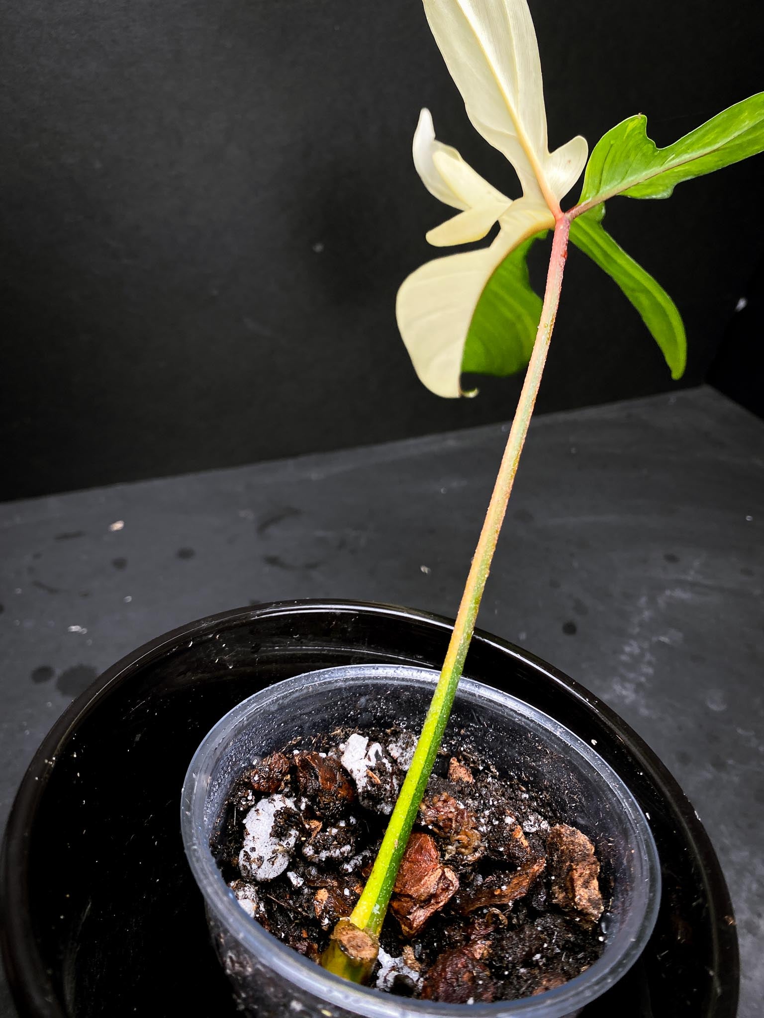 Philodendron Florida beauty 1 Leaf 1 Node 1 Growing Bud
