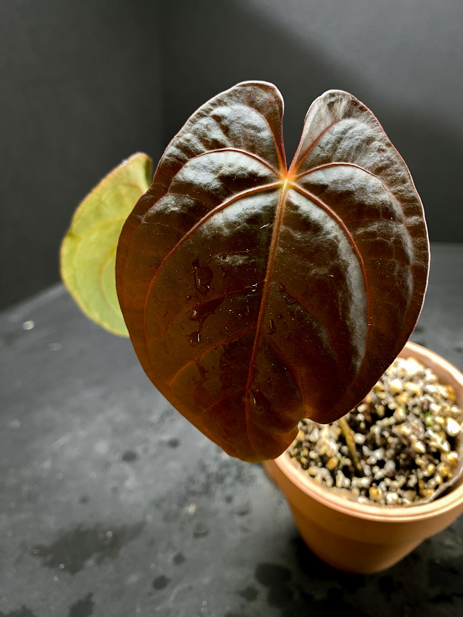 Anthurium Ace of Spade Tezula x Papillilaminum Long and Bullet