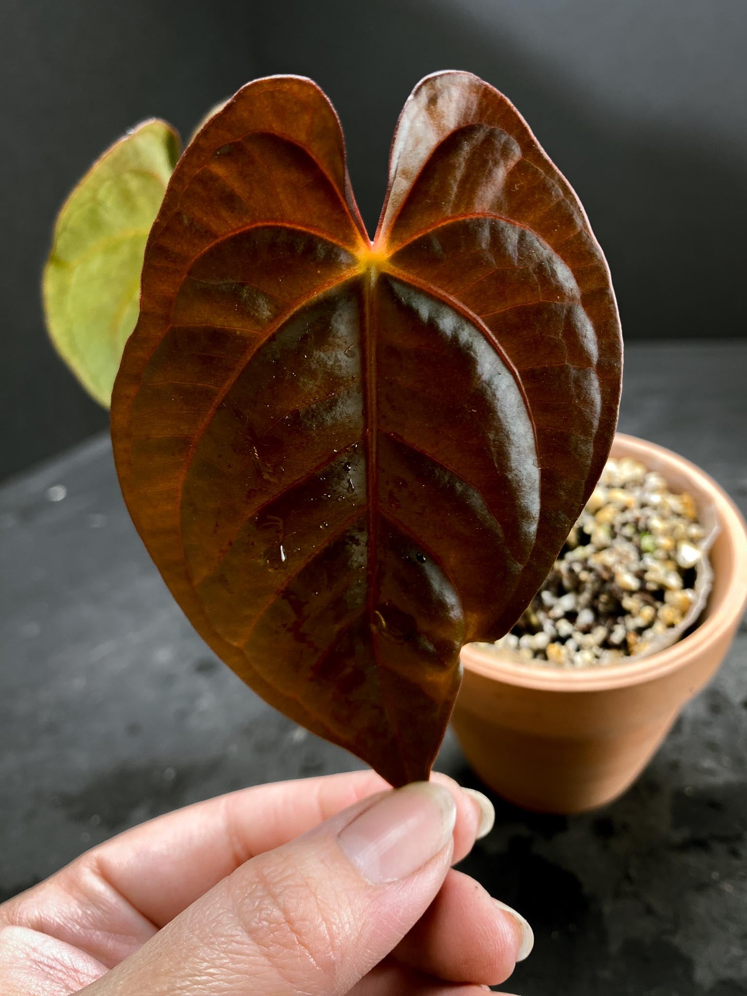 Anthurium Ace of Spade Tezula x Papillilaminum Long and Bullet