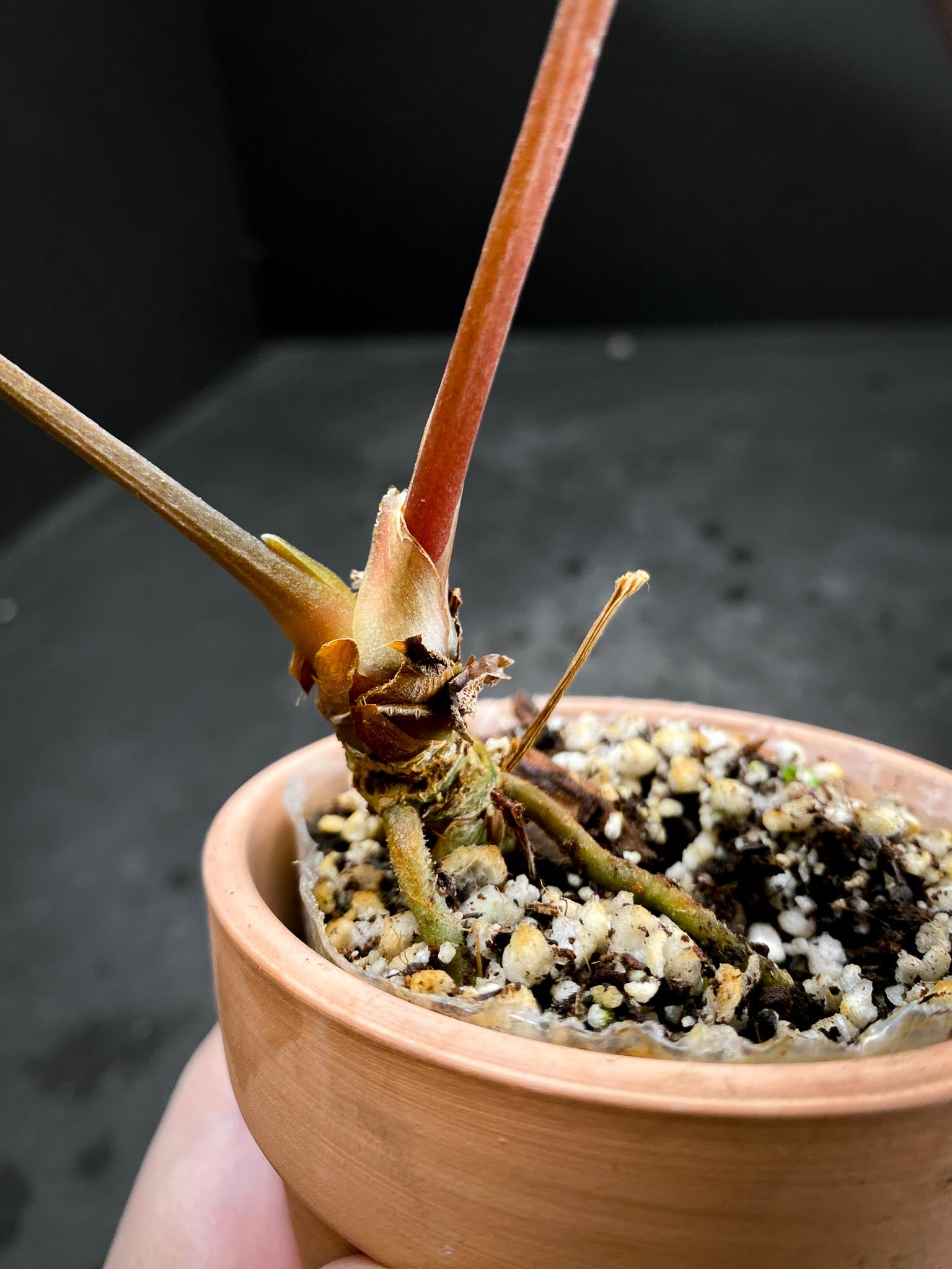 Anthurium Ace of Spade Tezula x Papillilaminum Long and Bullet