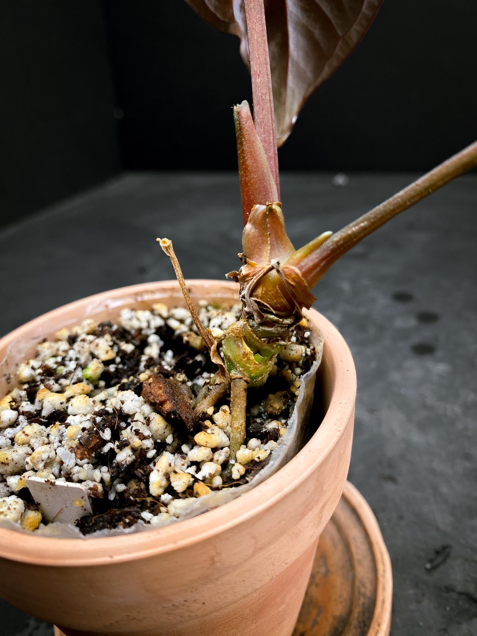 Anthurium Ace of Spade Tezula x Papillilaminum Long and Bullet