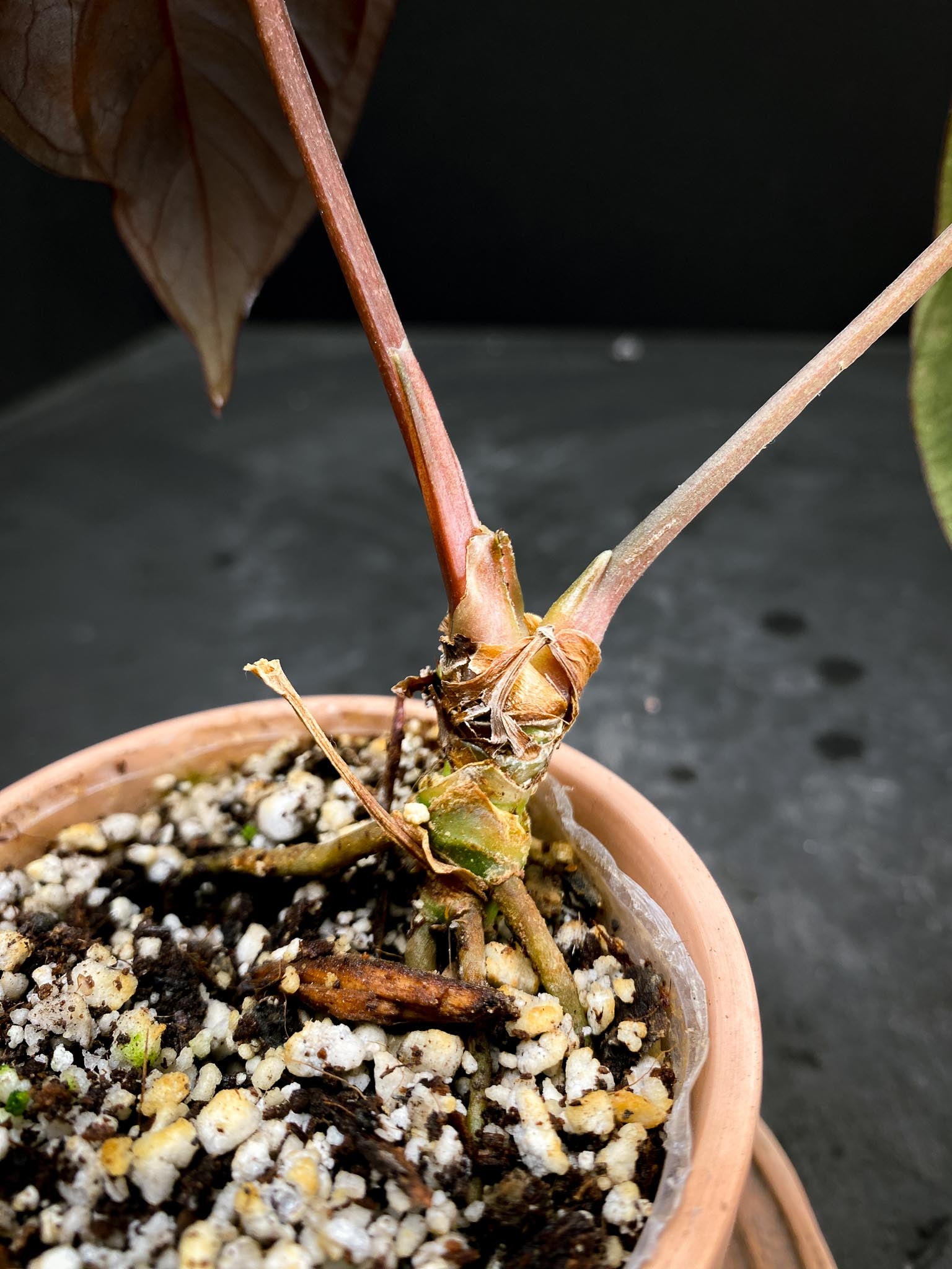 Anthurium Ace of Spade Tezula x Papillilaminum Long and Bullet