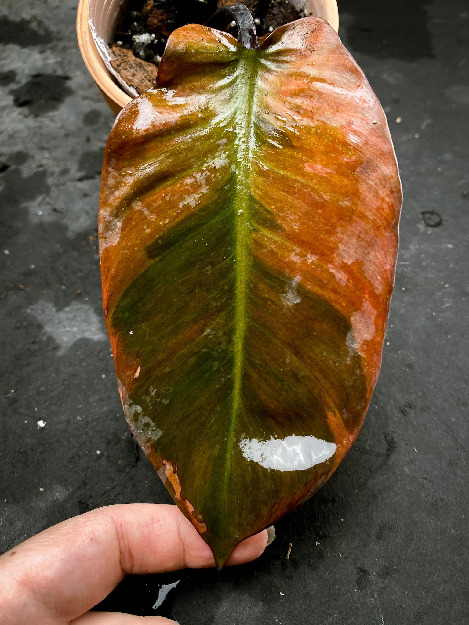 Philodendron Black Cardinal Variegated 1 leaf