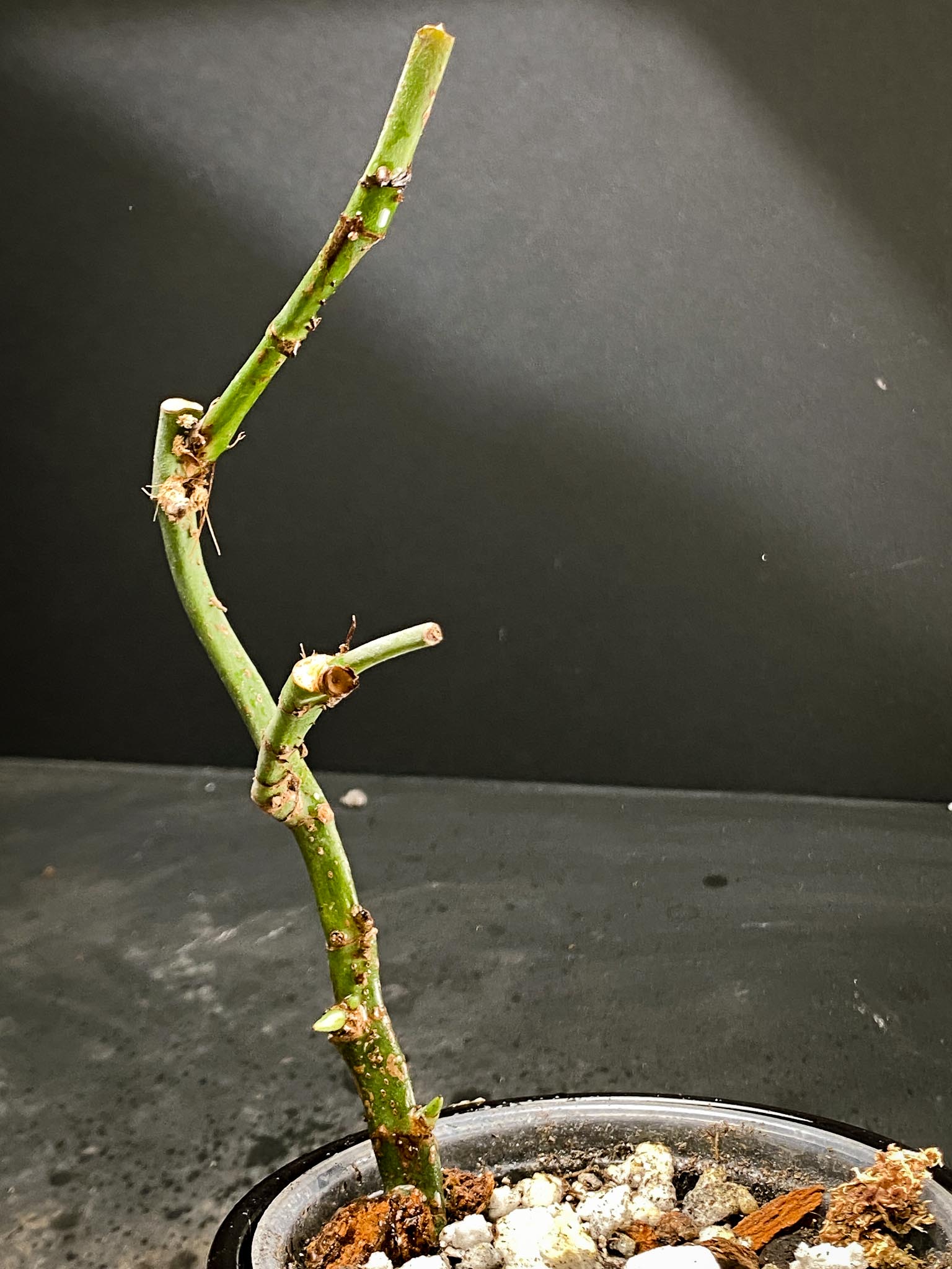 Amydrium Medium Silver multiple node and sprouts