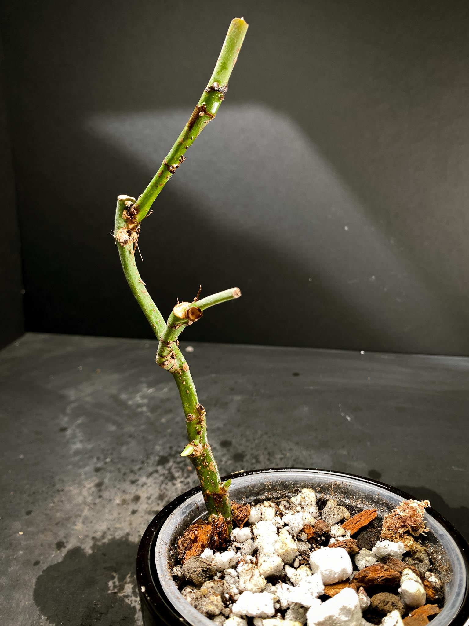 Amydrium Medium Silver multiple node and sprouts