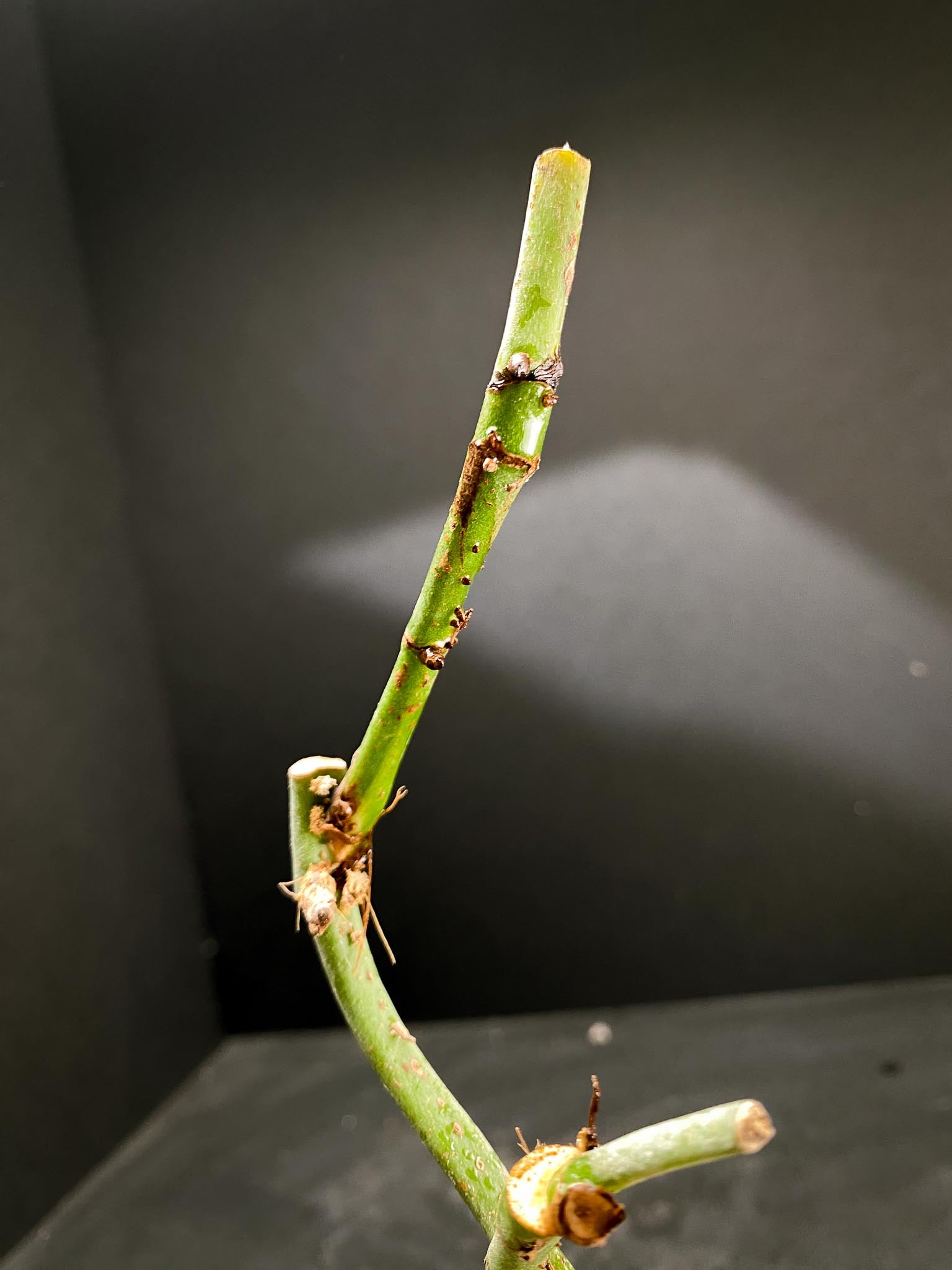 Amydrium Medium Silver multiple node and sprouts