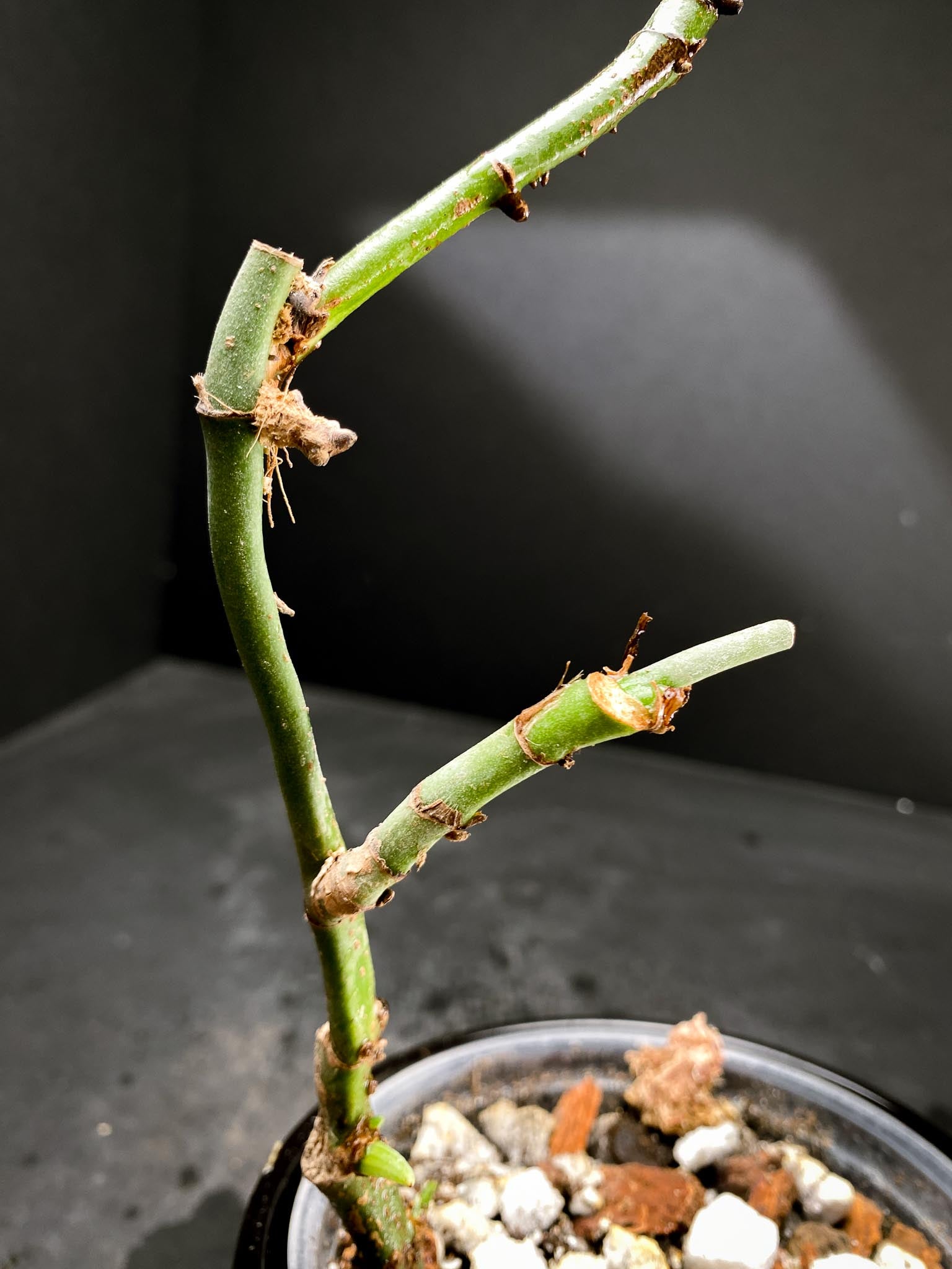 Amydrium Medium Silver multiple node and sprouts