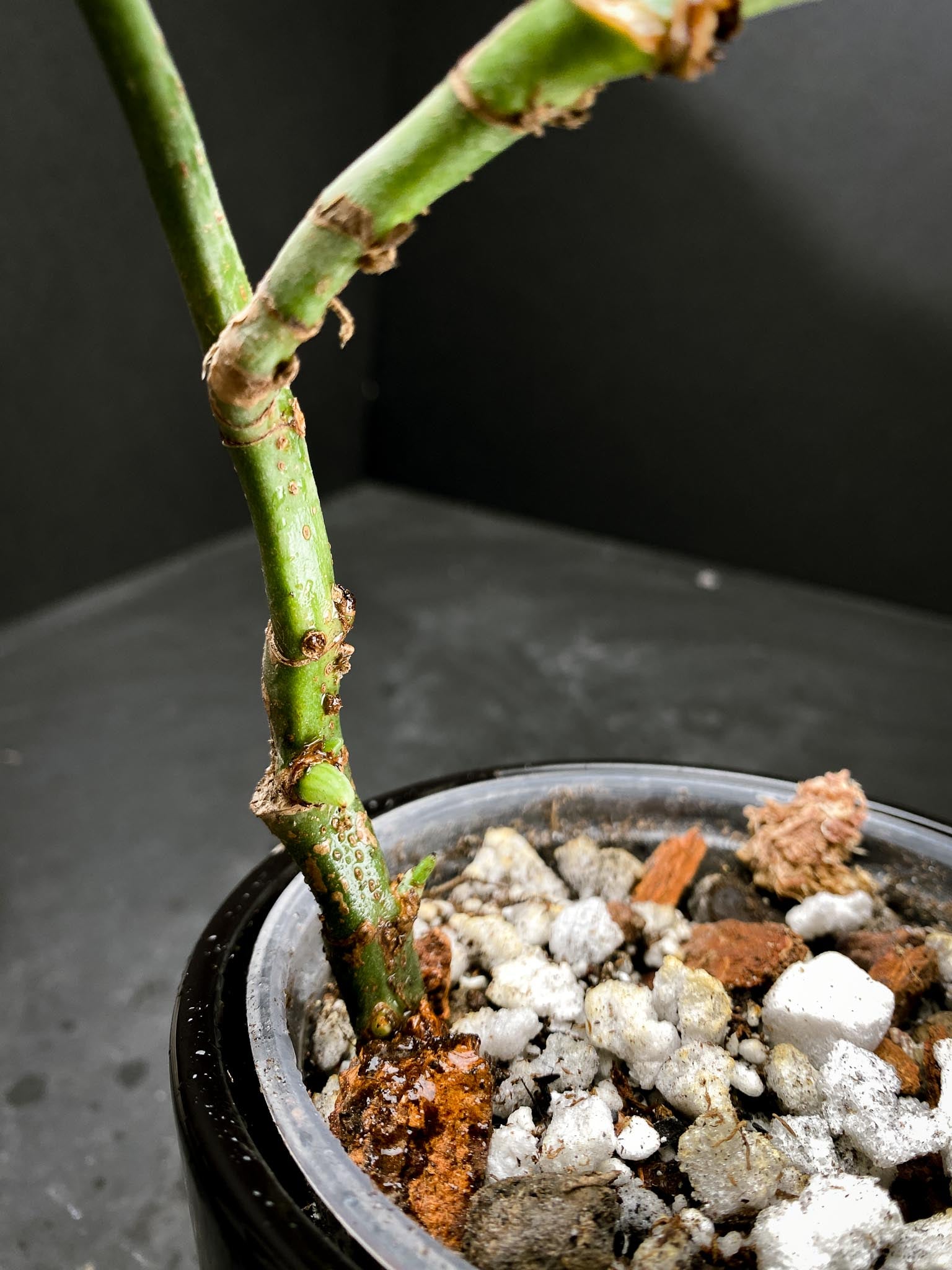 Amydrium Medium Silver multiple node and sprouts