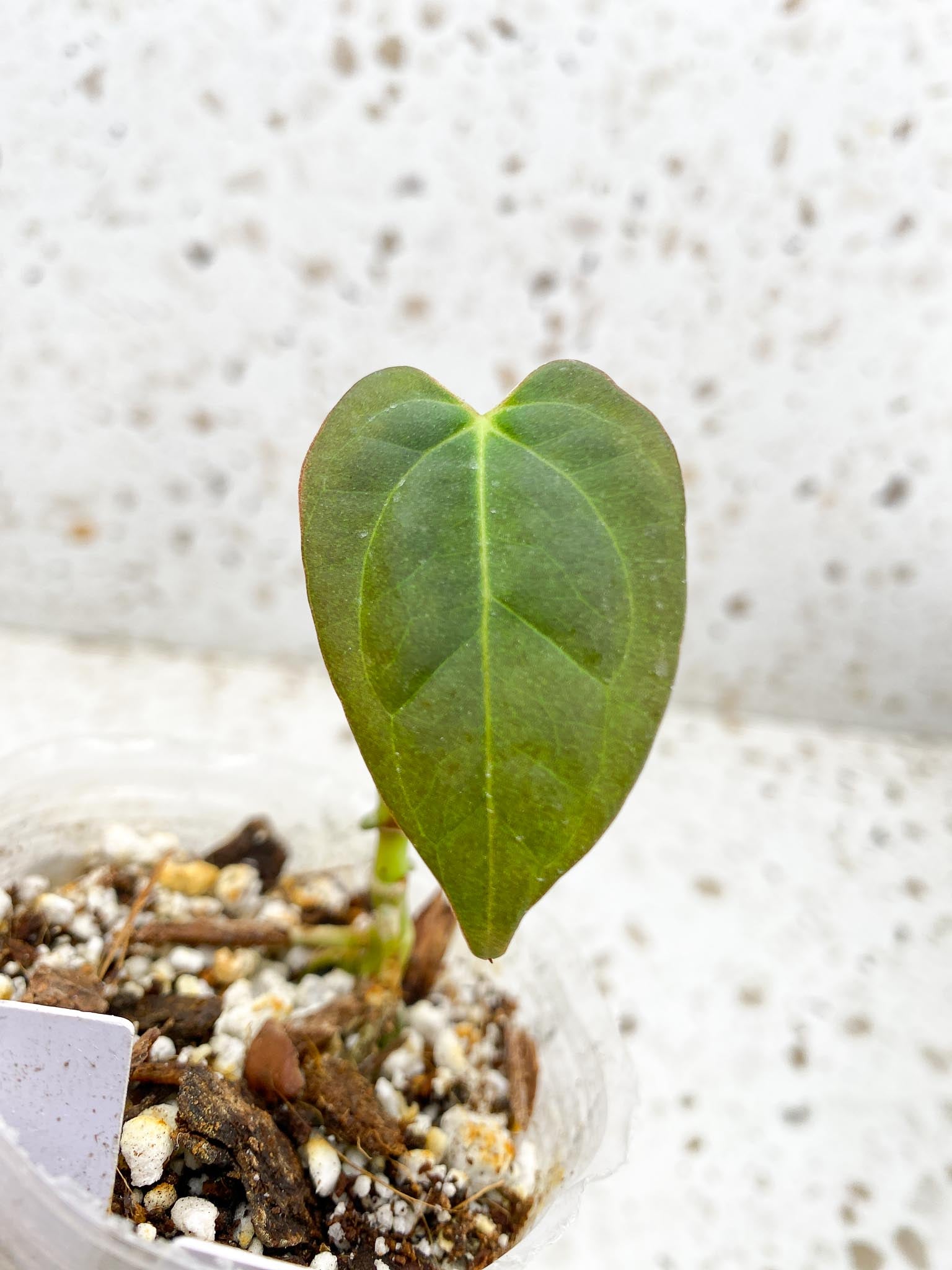 Anthurium king of spades Gold 1 Leaf Multiple Nodes 1 Growing Bud Rooted