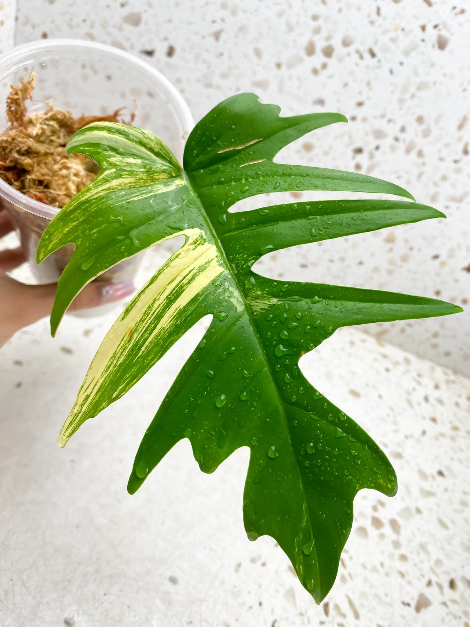 Philodendron Florida beauty x Tortum Variegated 1 Leaf 1 Node