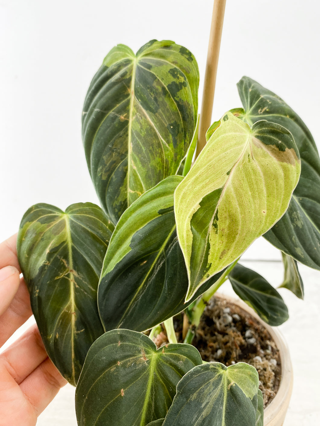 Philodendron Melanochrysum variegated 1 leaf 2 extra nodes