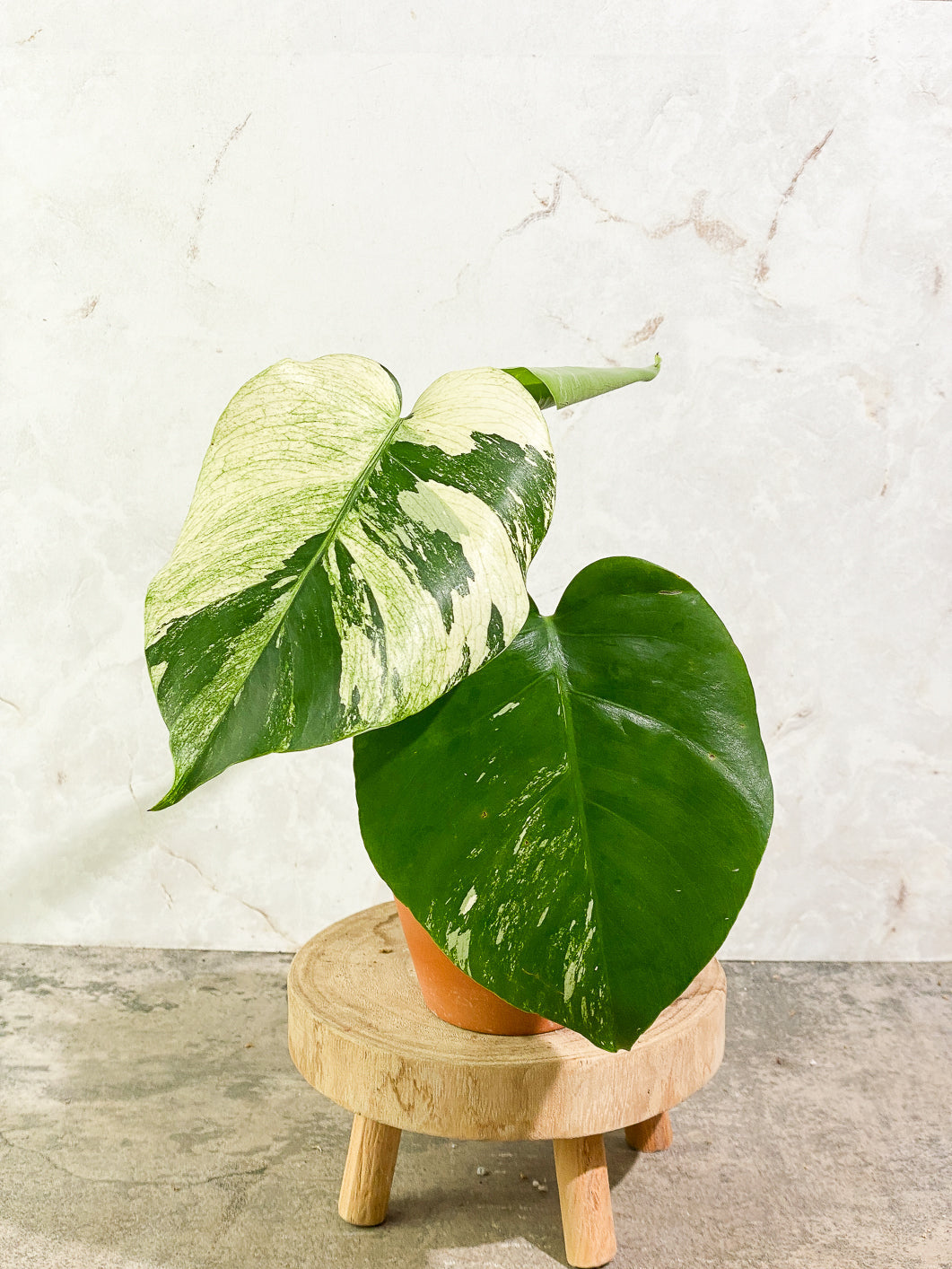 Monstera Mint Noid 1 leaf slightly rooted top cutting