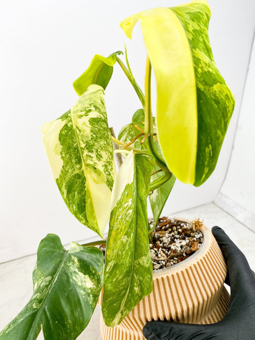 Combo Deal! Philodendron Domesticum Variegated, Syngonium Aurea, and Monstera Adansonii Albo Tricolor nodes