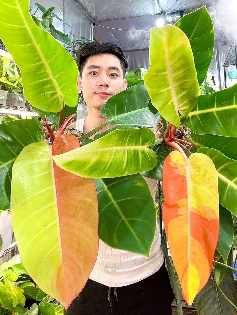 *Philodendron Prince of Orange Variegated multiple leaves 1 extra sprout (sectoral variegation)