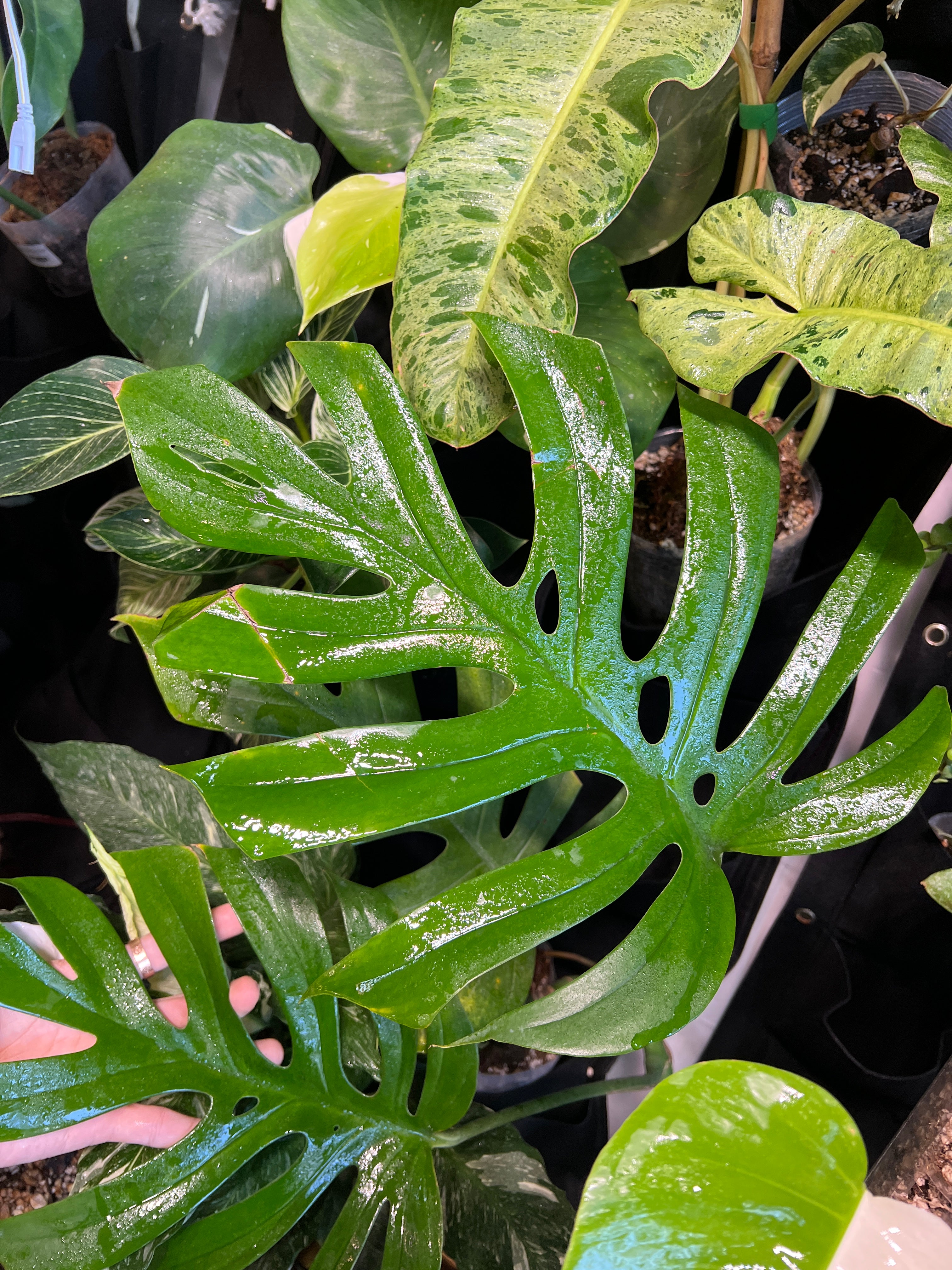 Rhaphidophora sp. Flame 1 leaf 1 sprout