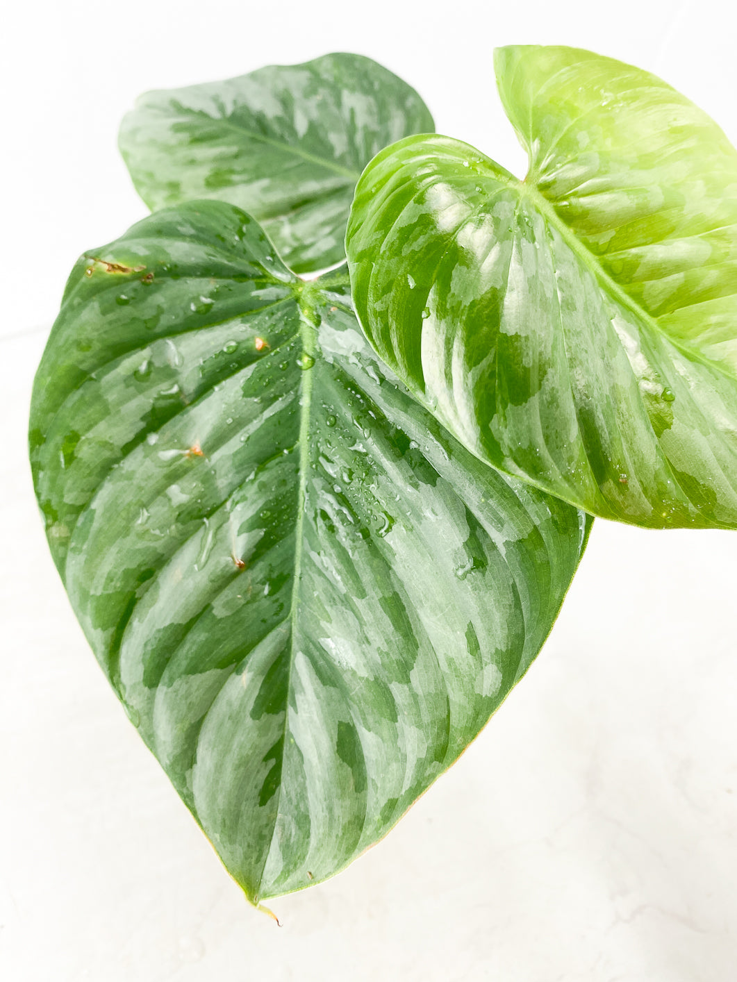 Combo Deal! Philodendron Green Sky Hort and Philodendron Sodiroi True Form node
