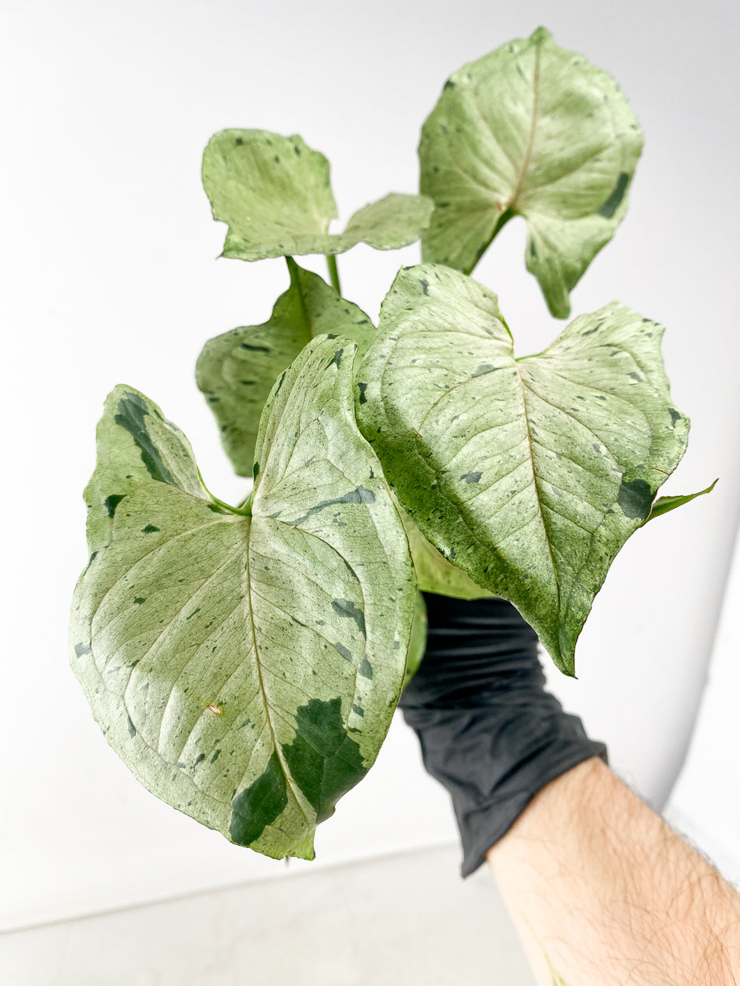 Add on only: Syngonium Green Splash node