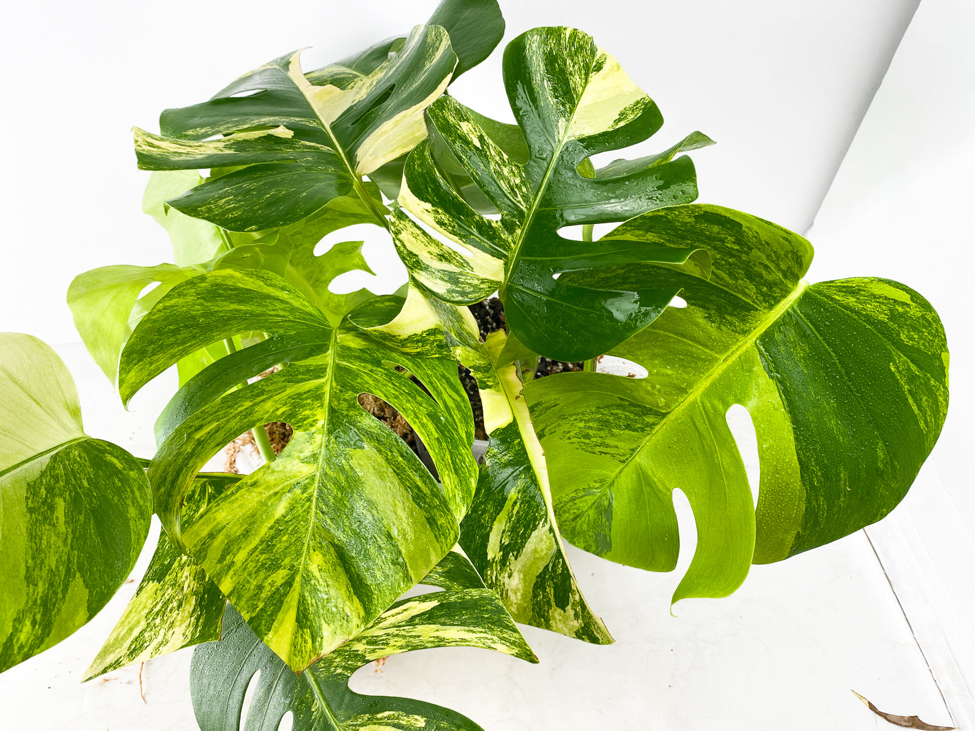 Monstera Aurea Tricolor node