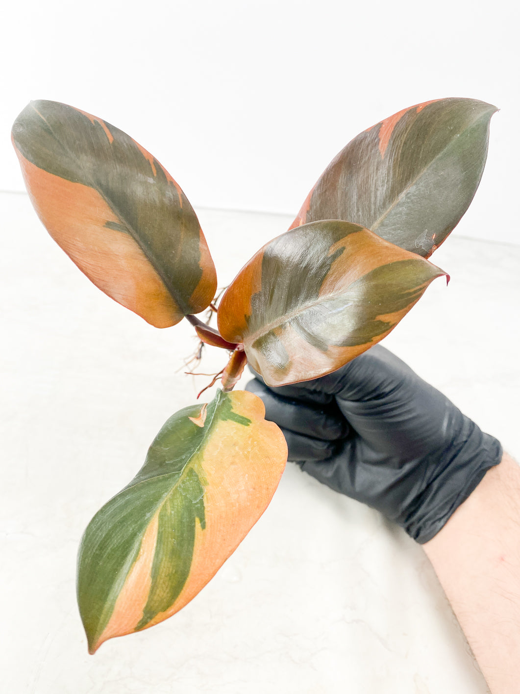 Philodendron Black Cardinal Variegated 1 leaf
