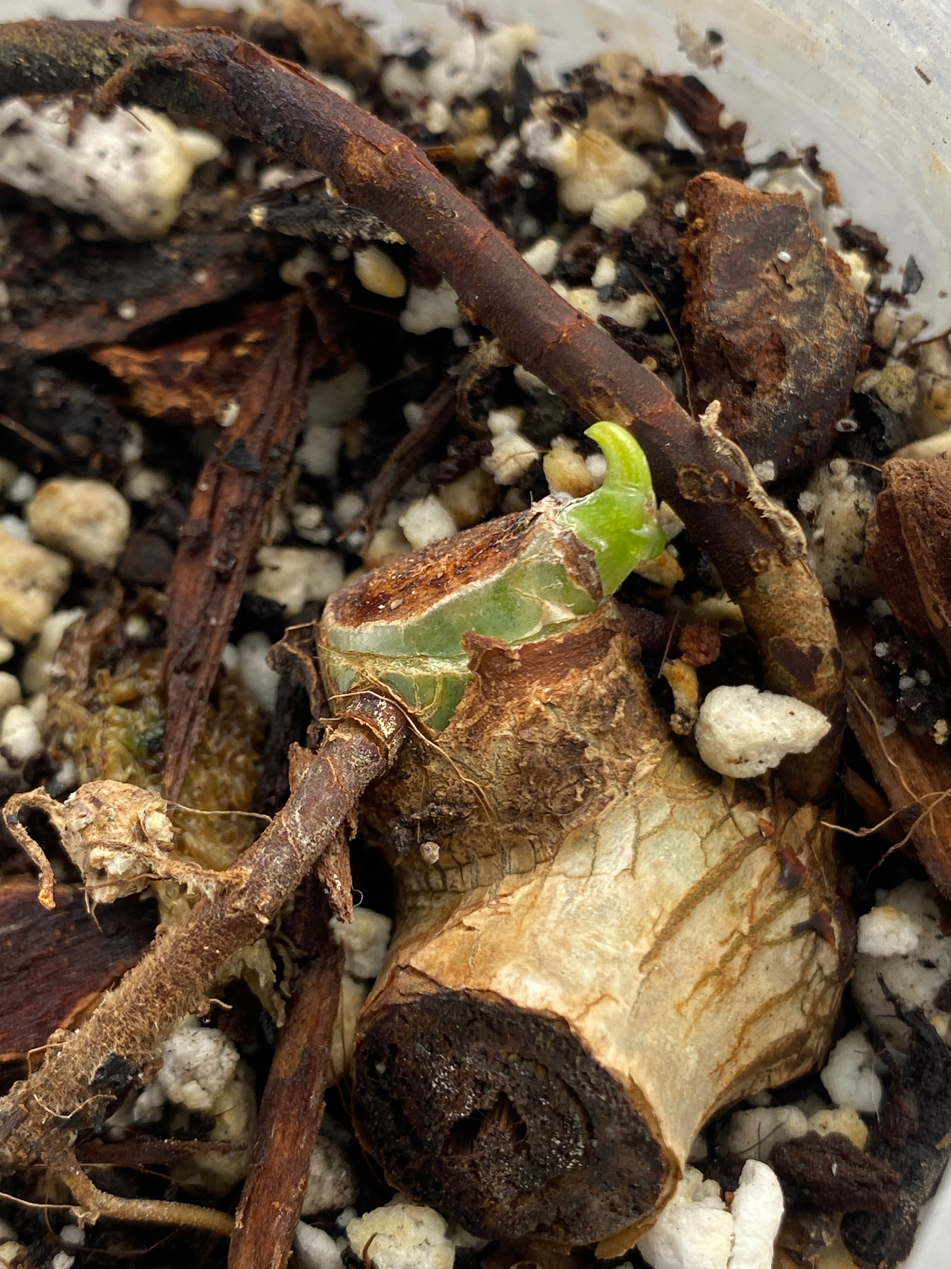 FREE GIFT: Philodendron Domesticum Variegated Node with Sprout