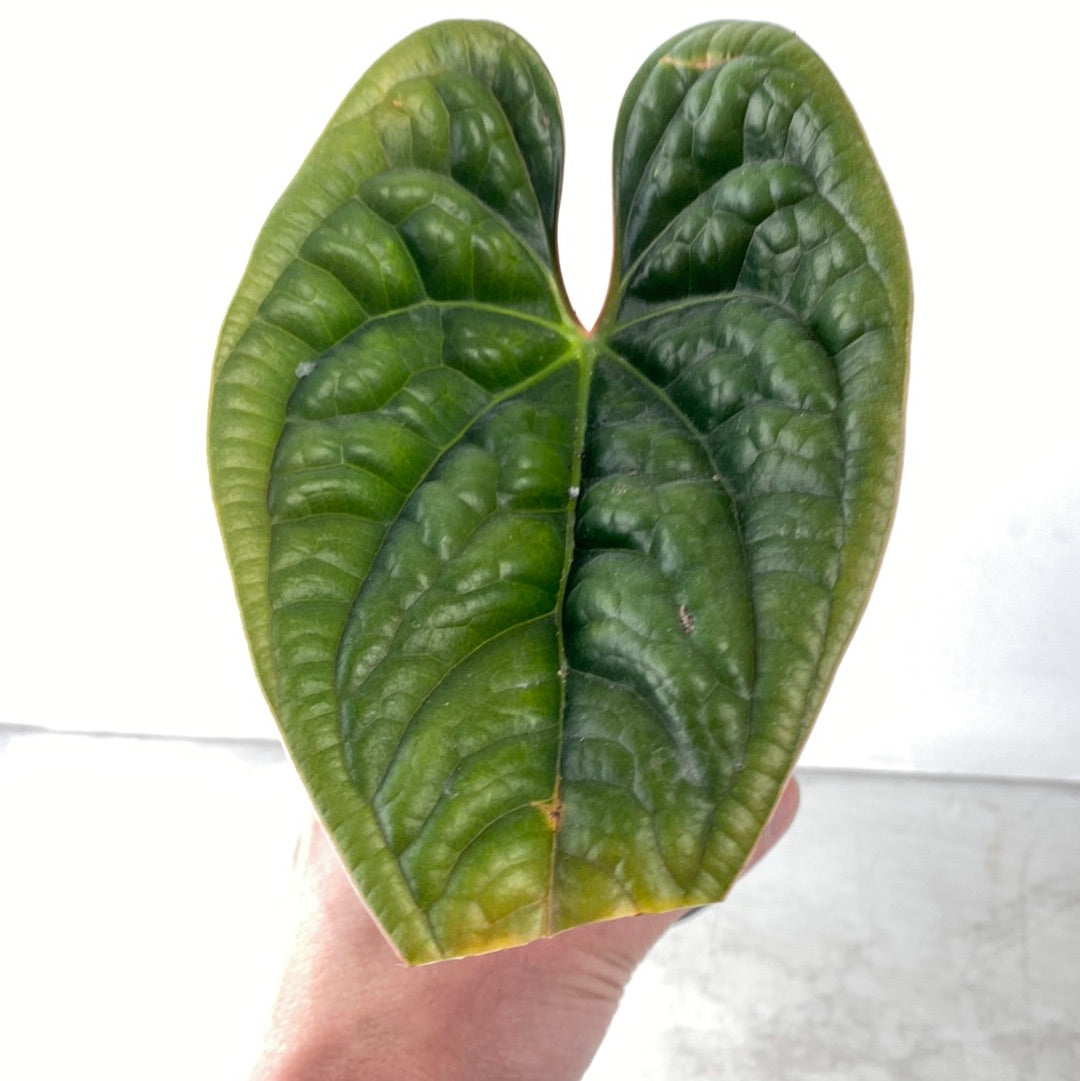 Anthurium Luxurians 1 leaf