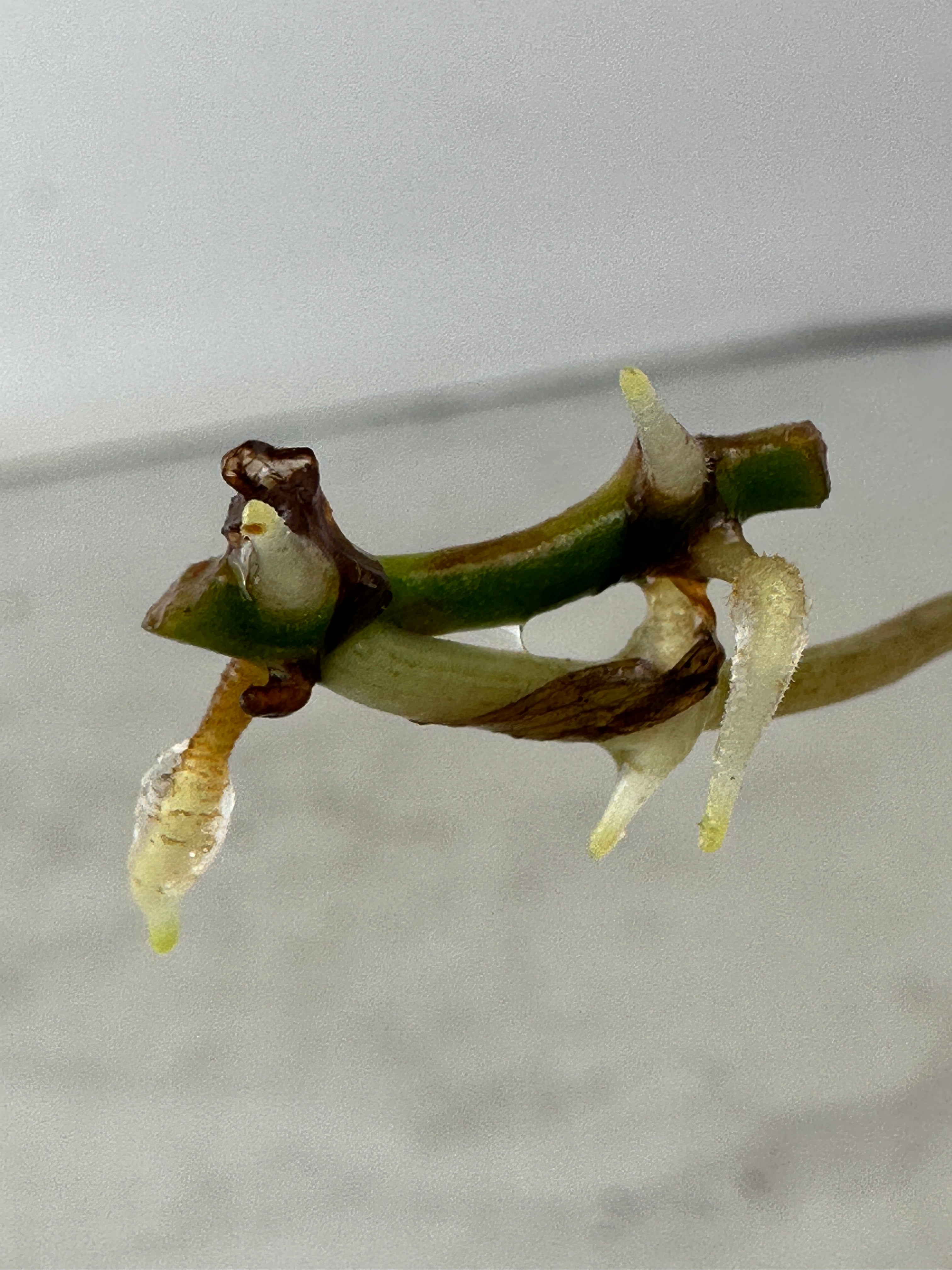 Philodendron variegated micans 1 leaf double nodes
