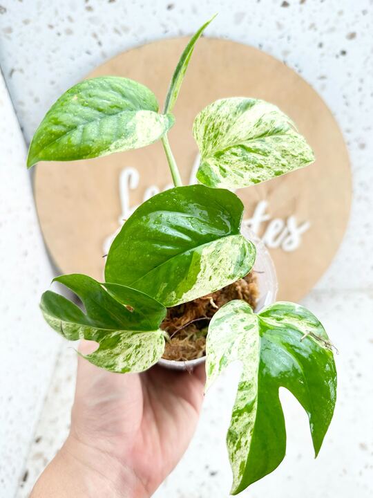 *Epipremnum Pinnatum Marble Multiple Leaves.