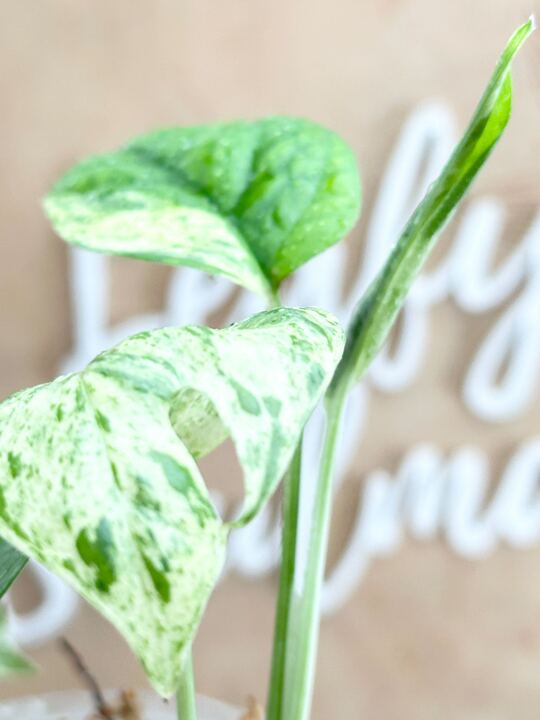 *Epipremnum Pinnatum Marble Multiple Leaves.